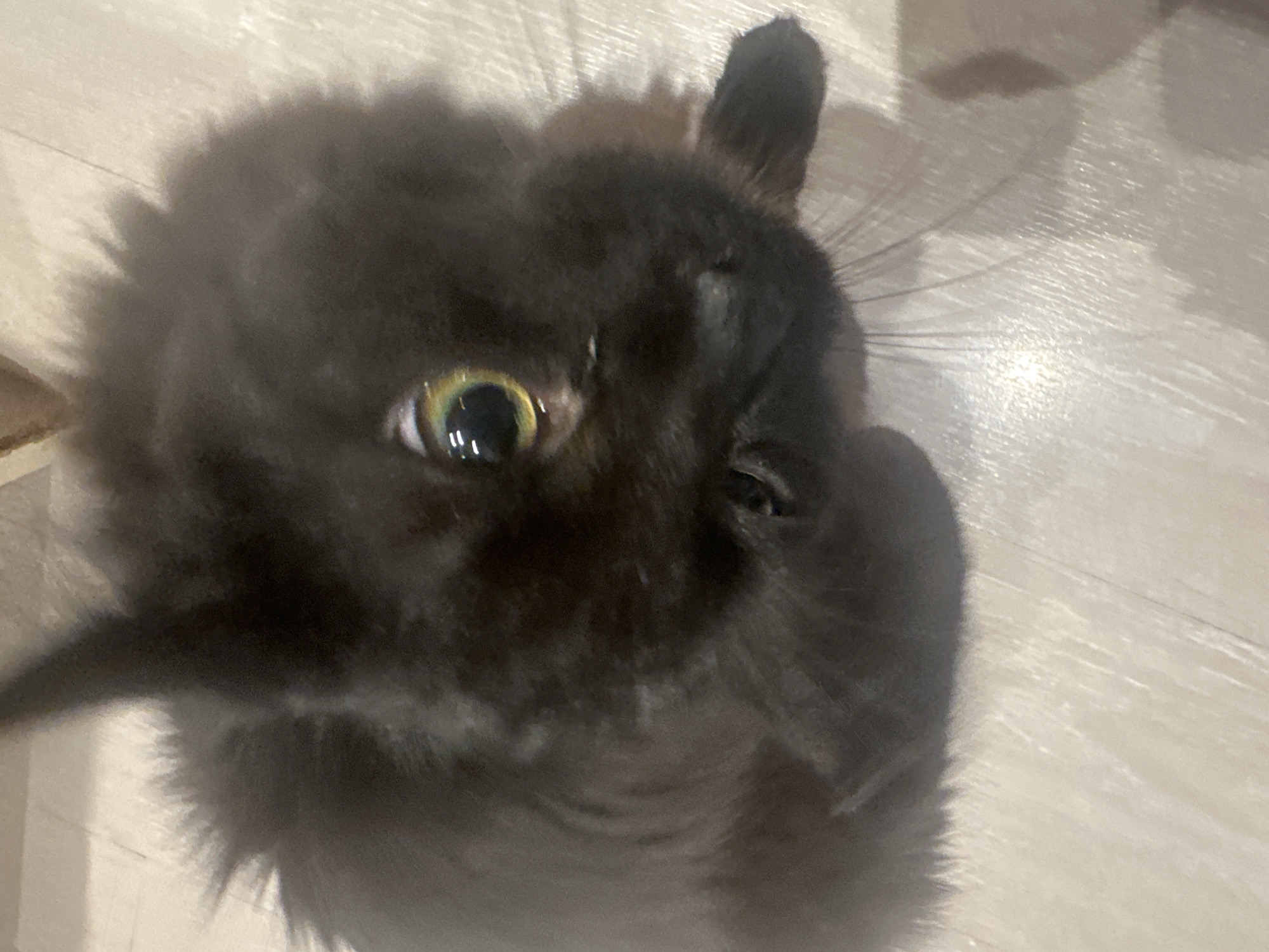 Sofia resident documents evening pastry preparation with feline companion