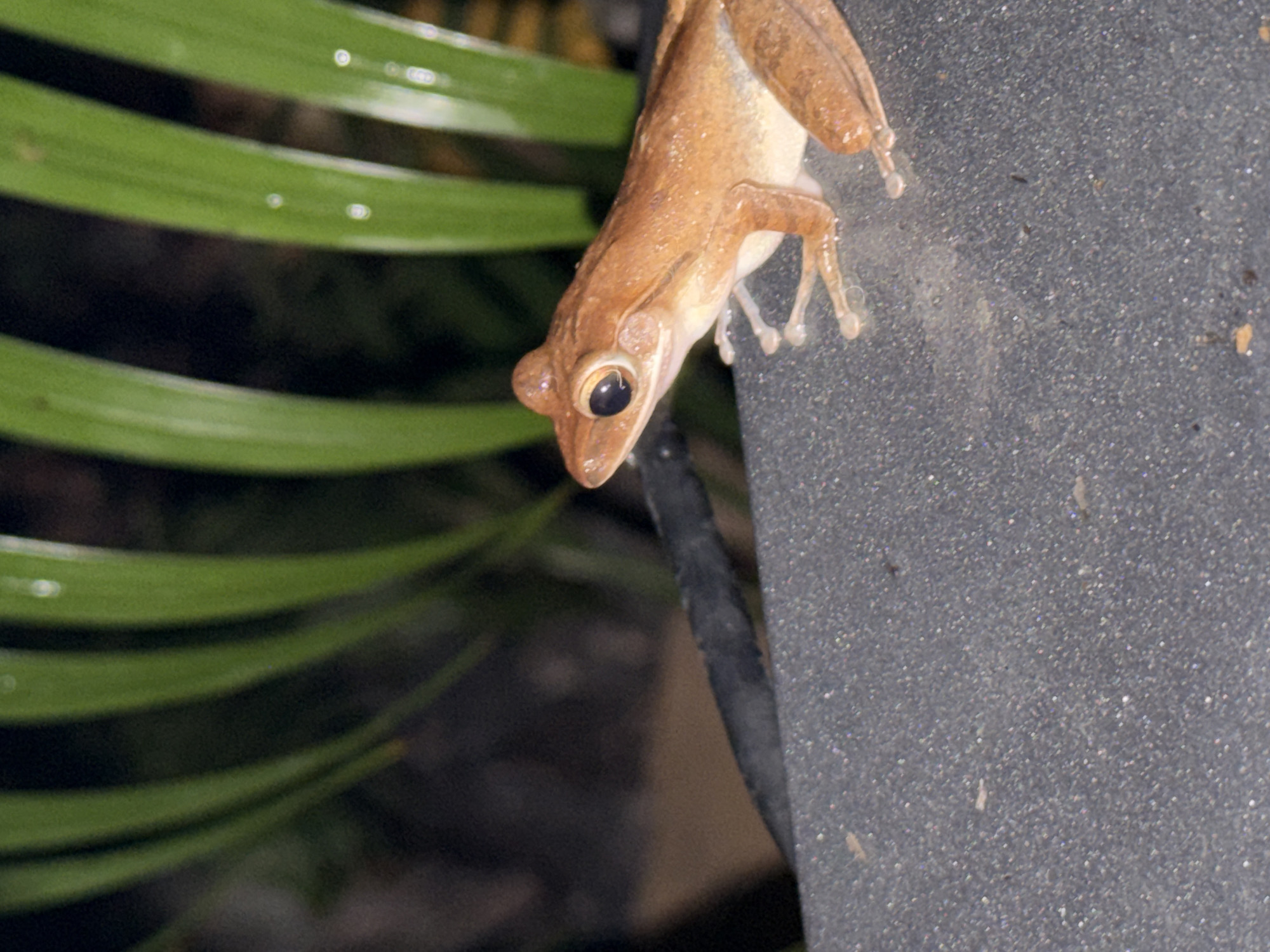 Small brown frog spotted across Ko Samui surfaces, July evening