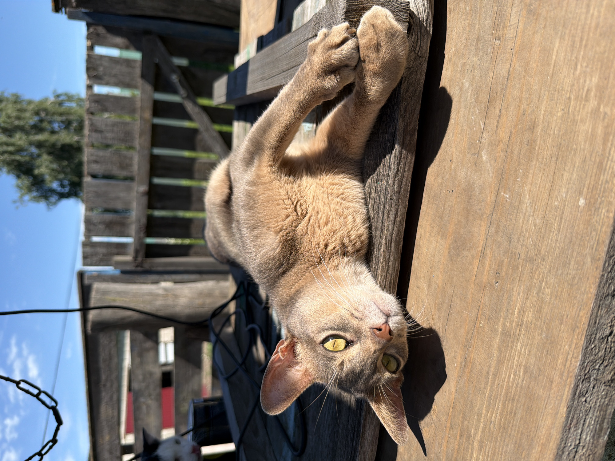 Cats lounging and roaming a rural Russian property on a summer morning