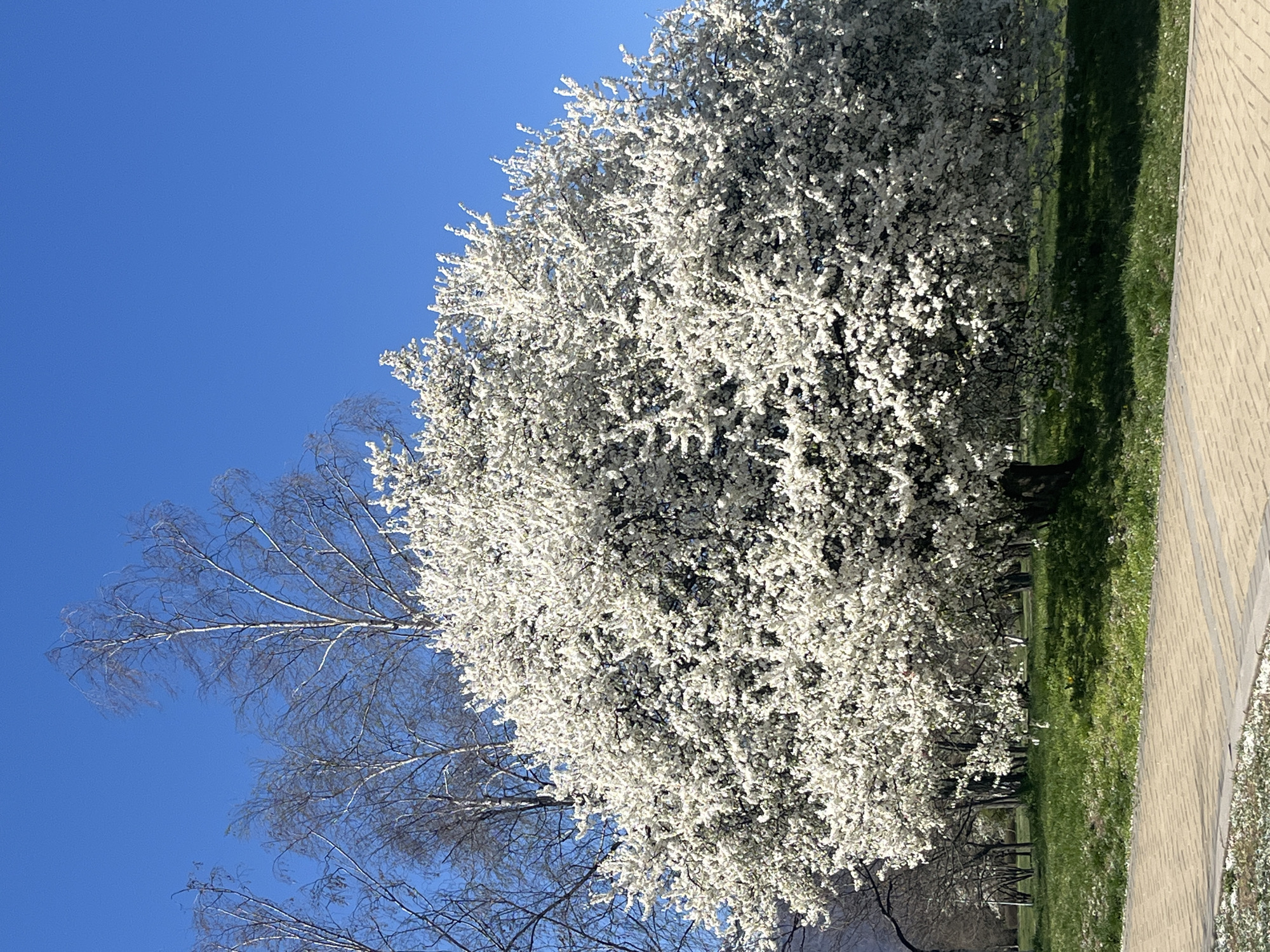 Spring blossoms and morning moments captured in Sofia
