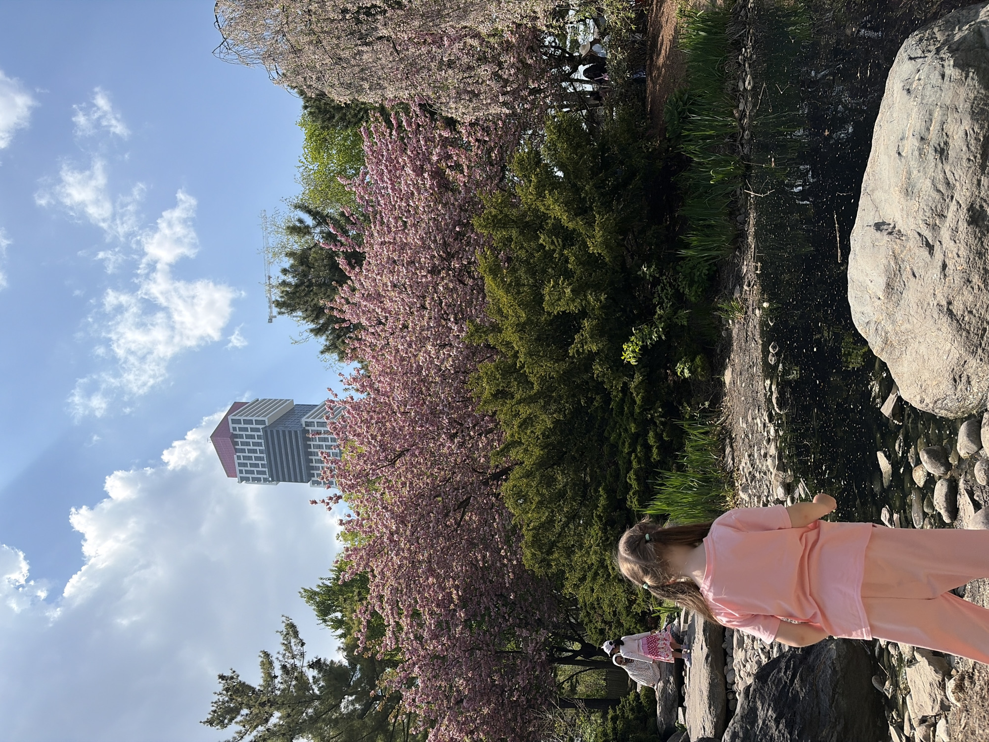 Cherry blossoms draw families to Mississauga's Kariya Park