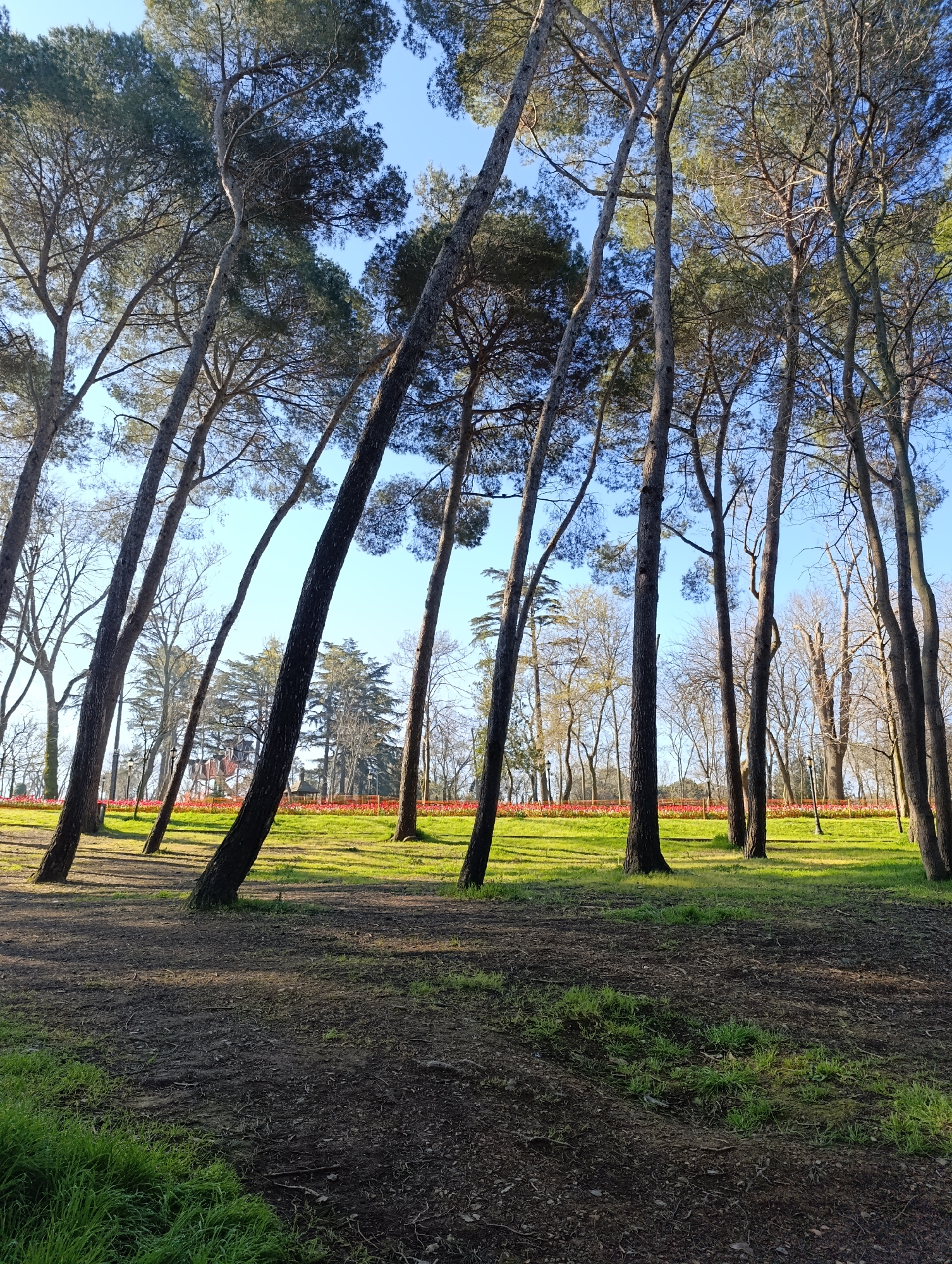 Leaning trees documented in grove near Sarıyer, Turkey