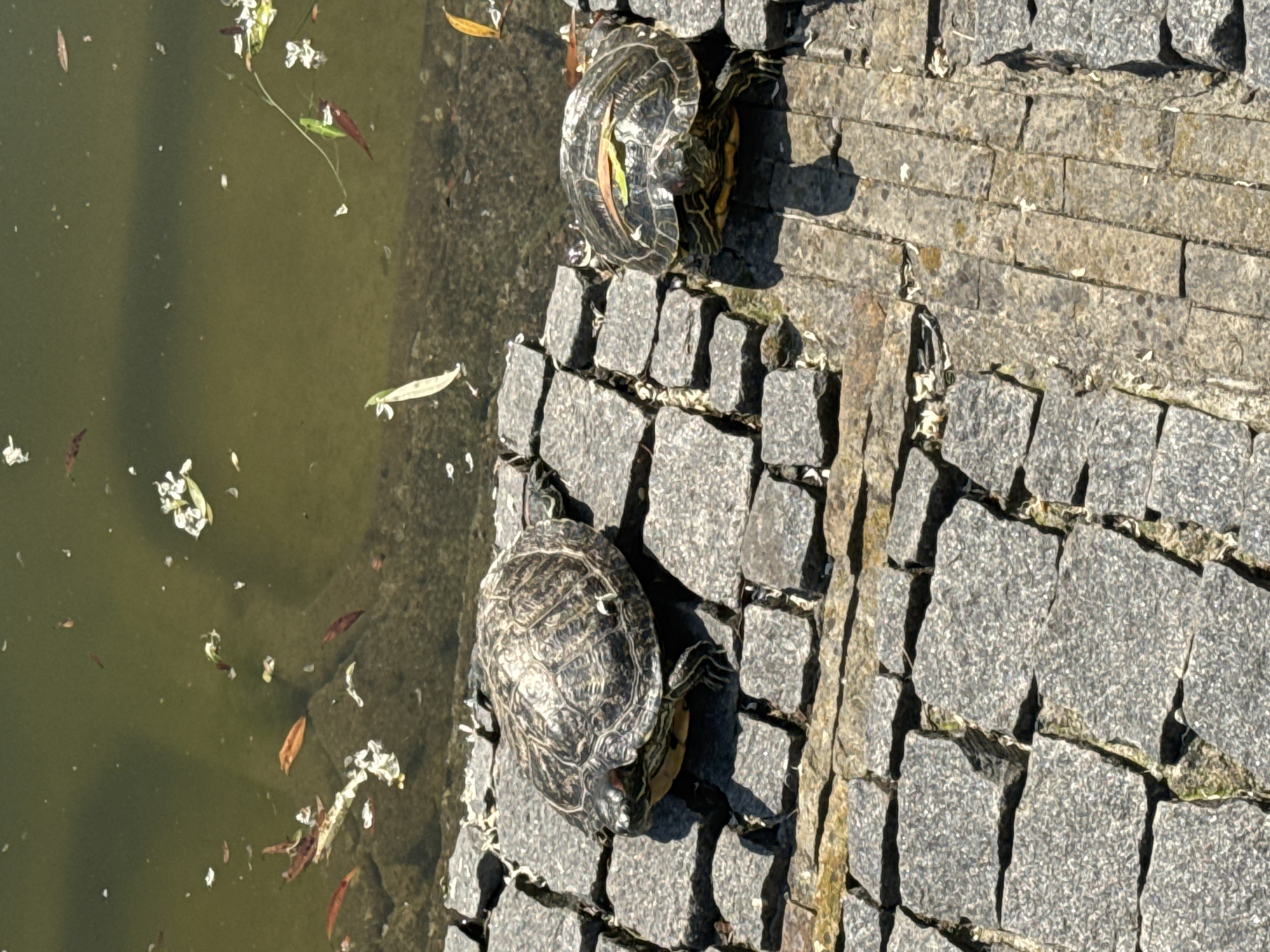 Turtles, swans share pond space at Vinnytsia university park