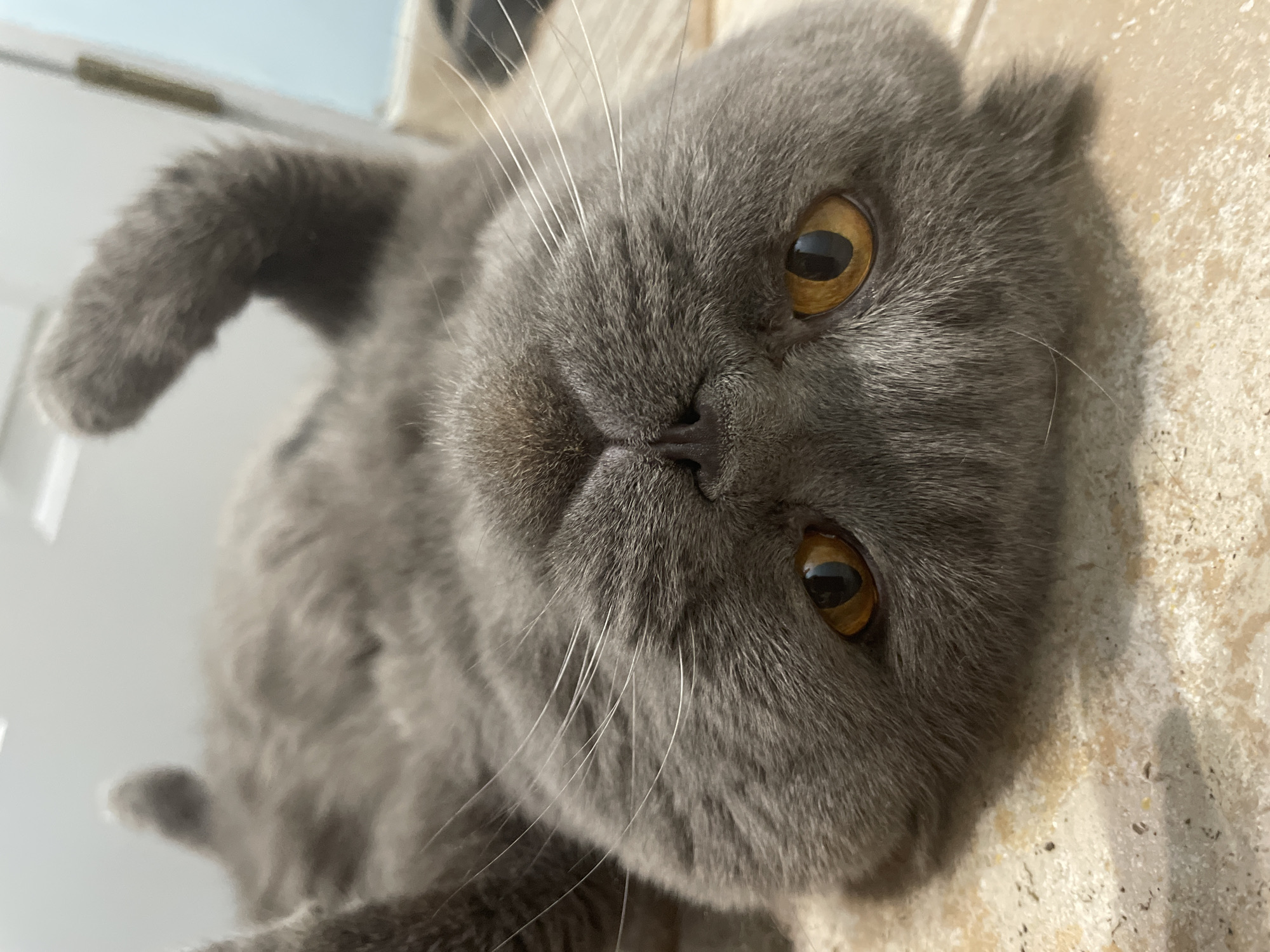 Gray cat relaxes on tiled floor, receives pets indoors