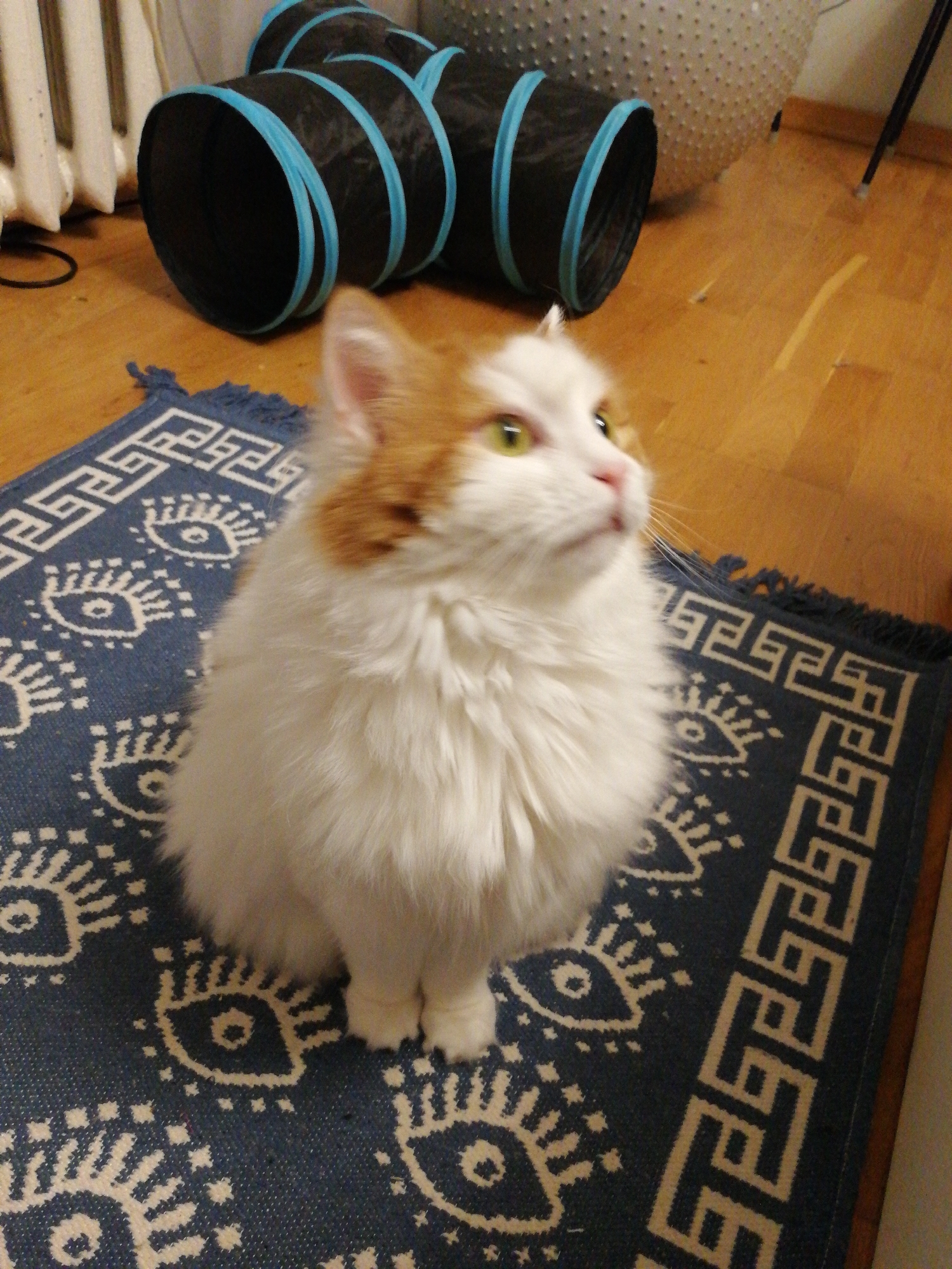 Multiple cats, one apartment, Korolyov