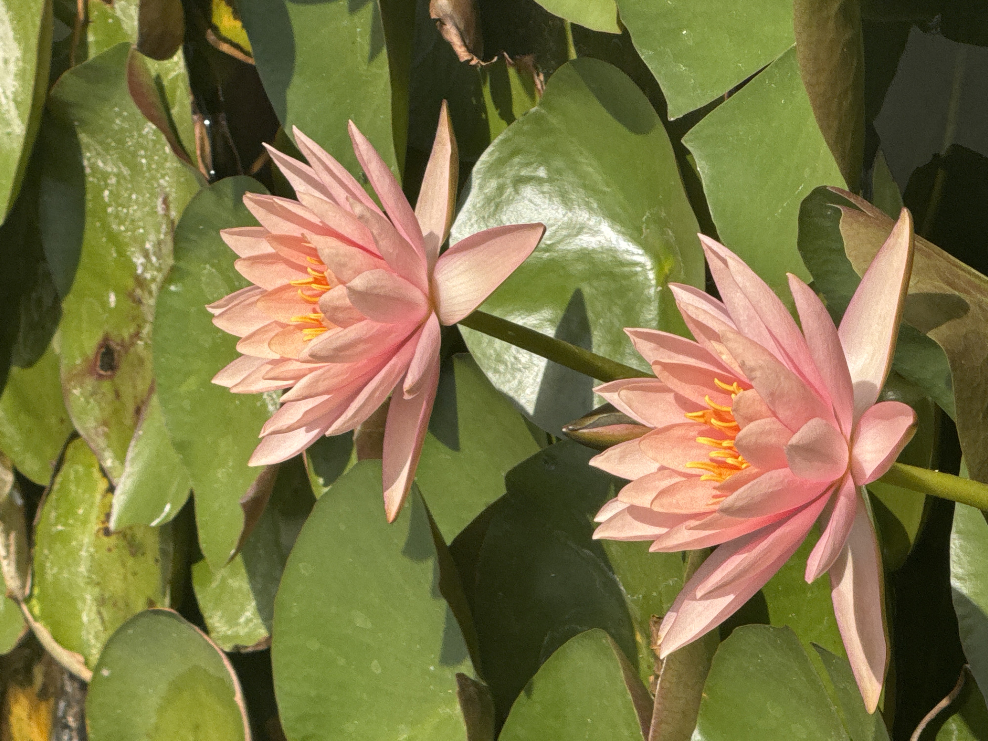 Water lilies and street flora in Netanya