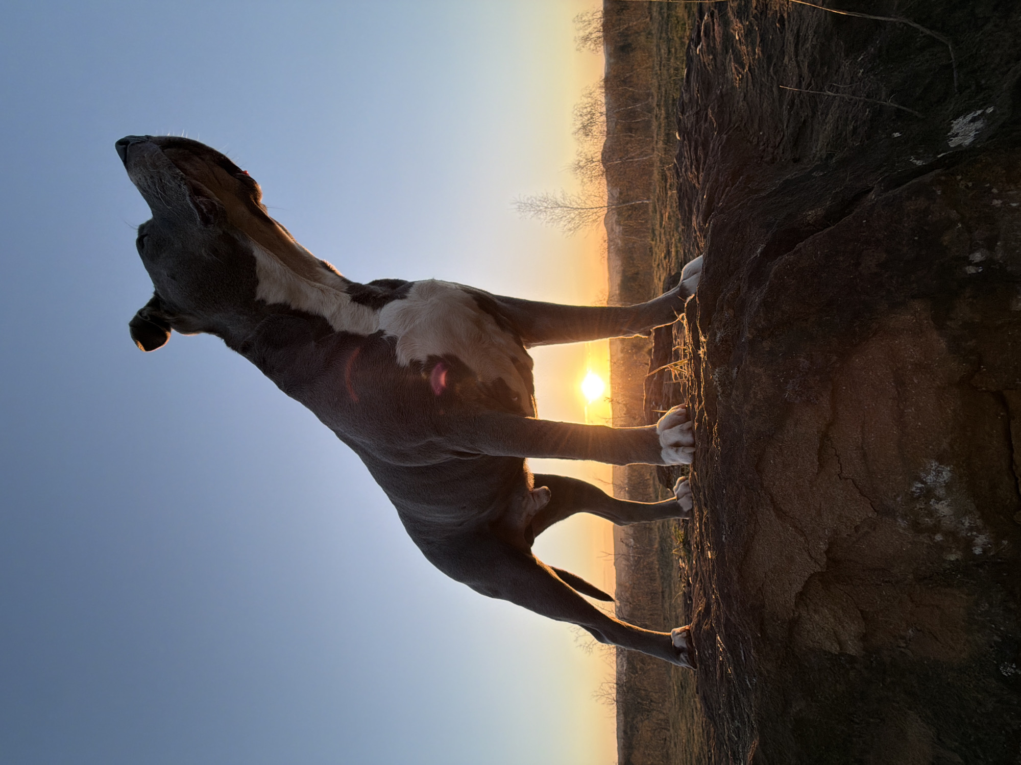 Dog photographed on rocks during sunset in Luxembourg