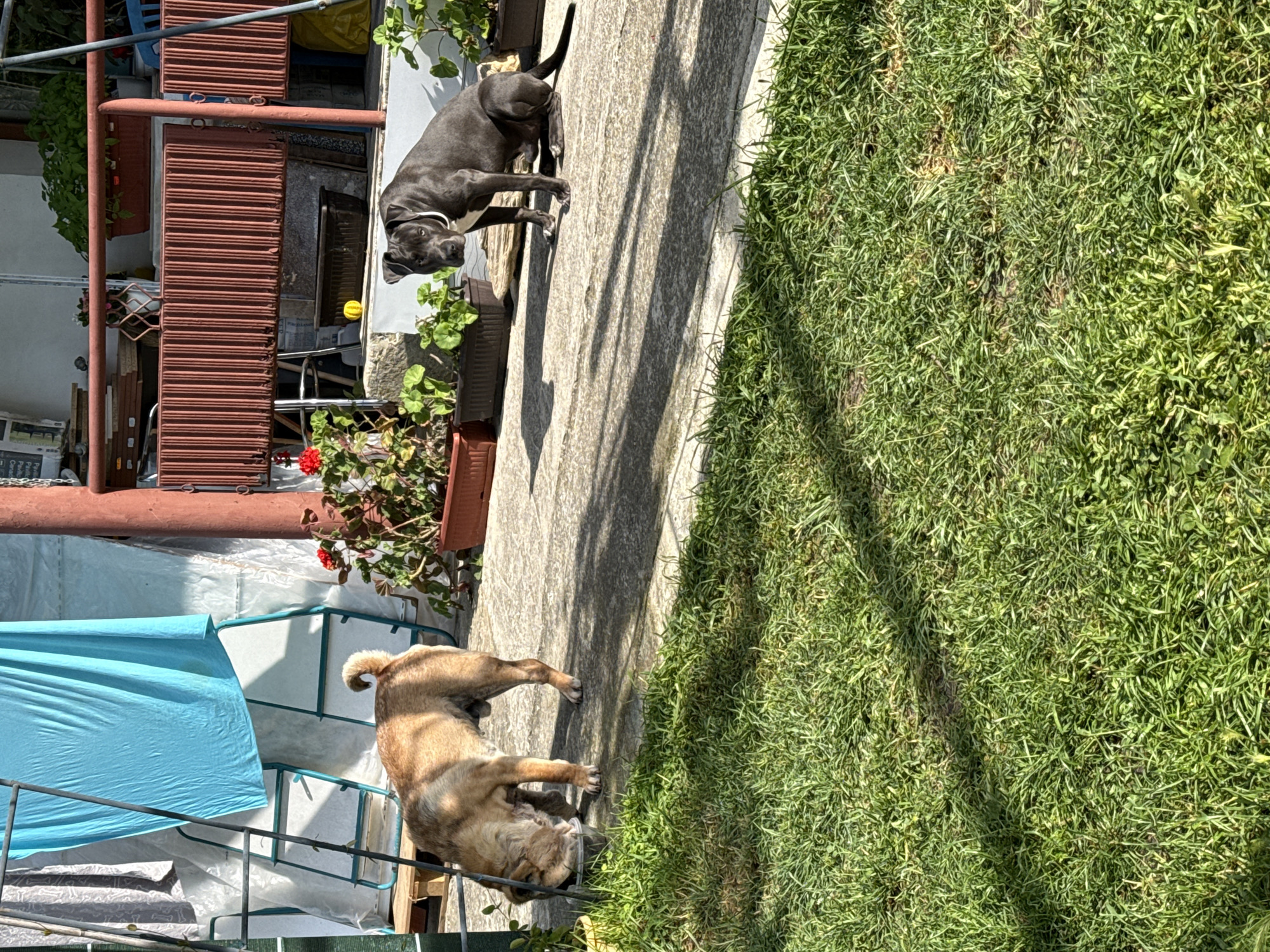 Two dogs spotted in outdoor area in Zornitsa, Bulgaria