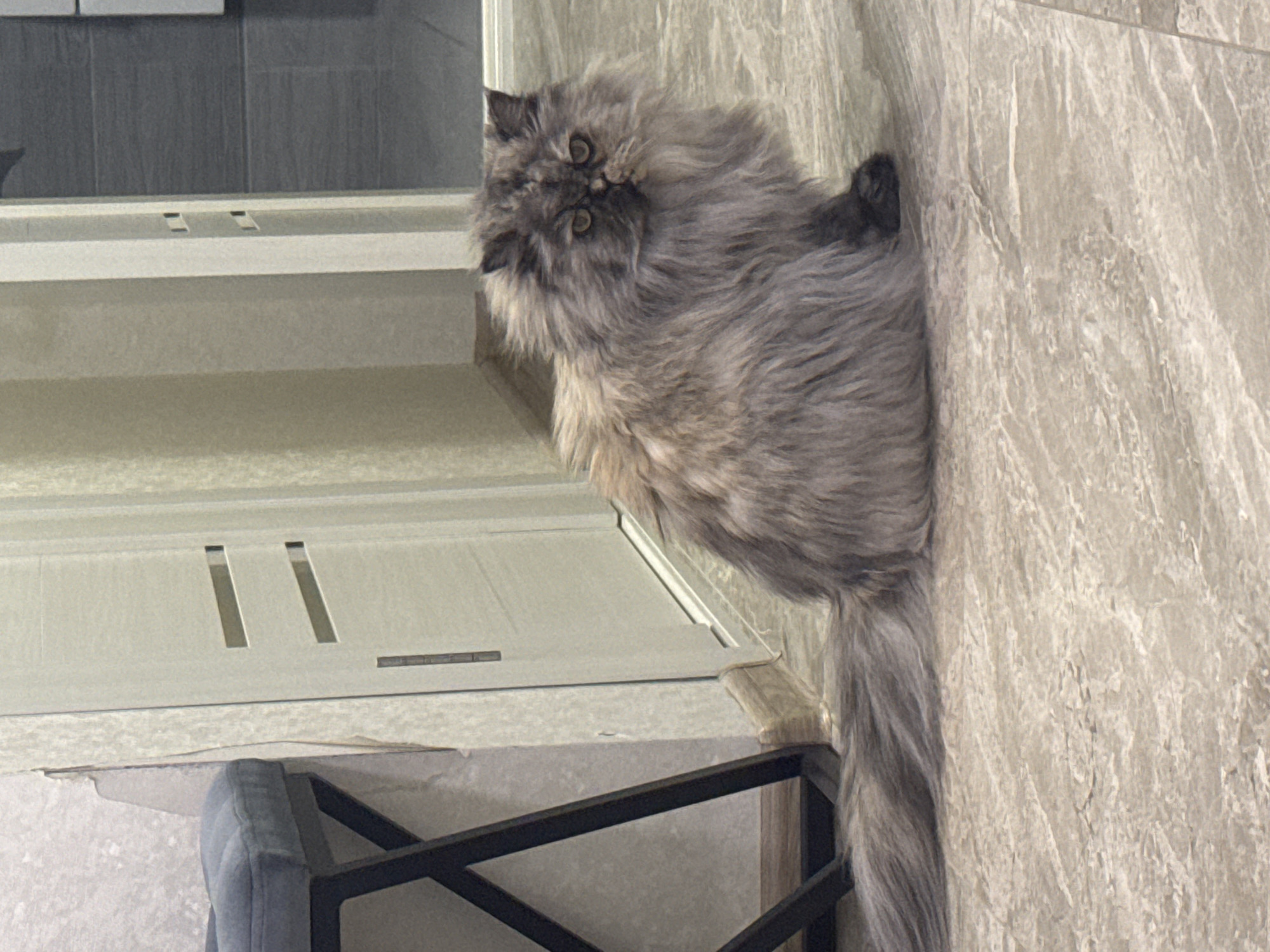 Gray cat and restaurant scene captured in Izhevsk