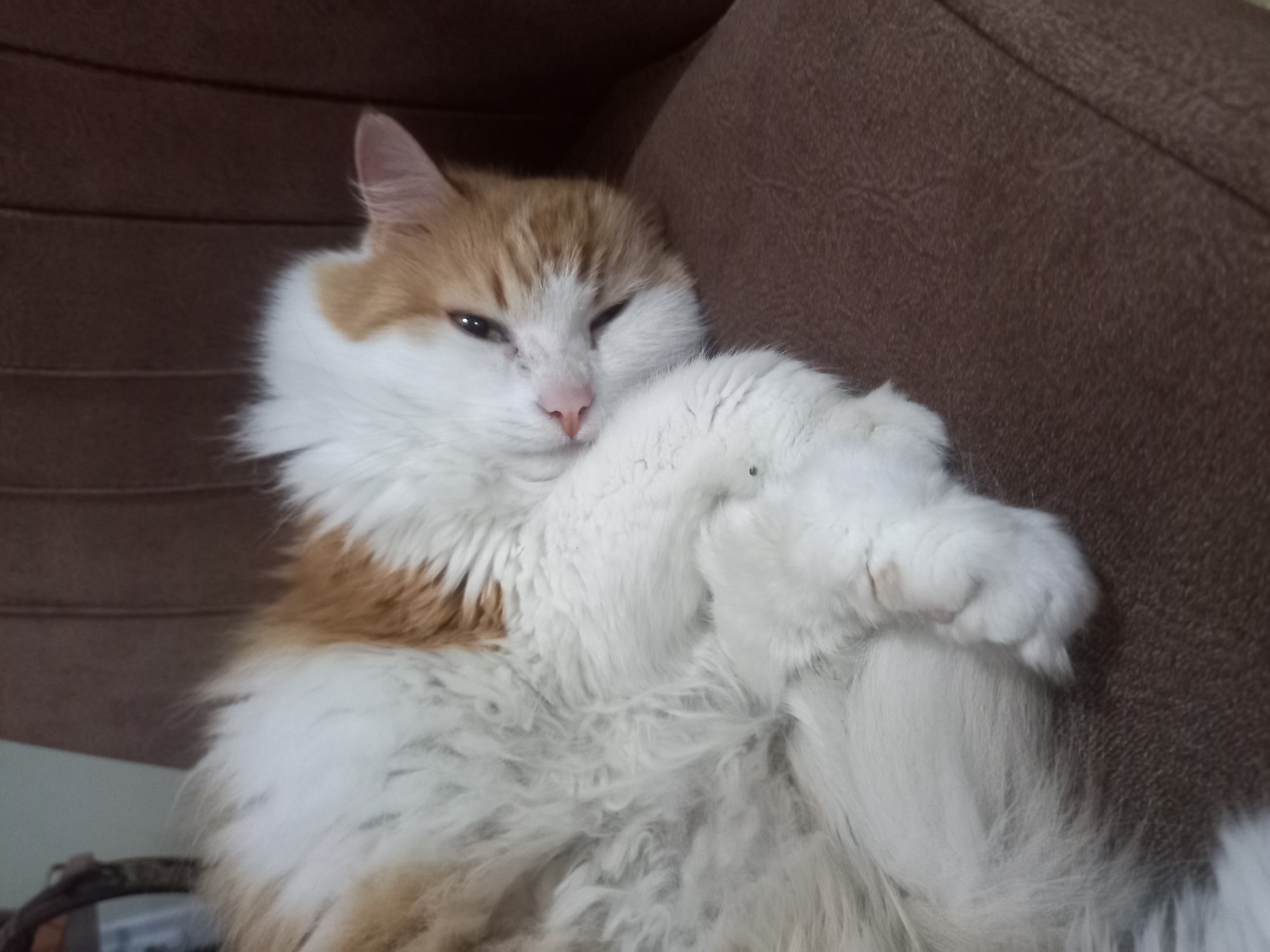 Cats lounging, napping, and eating at home in Novi Pazar