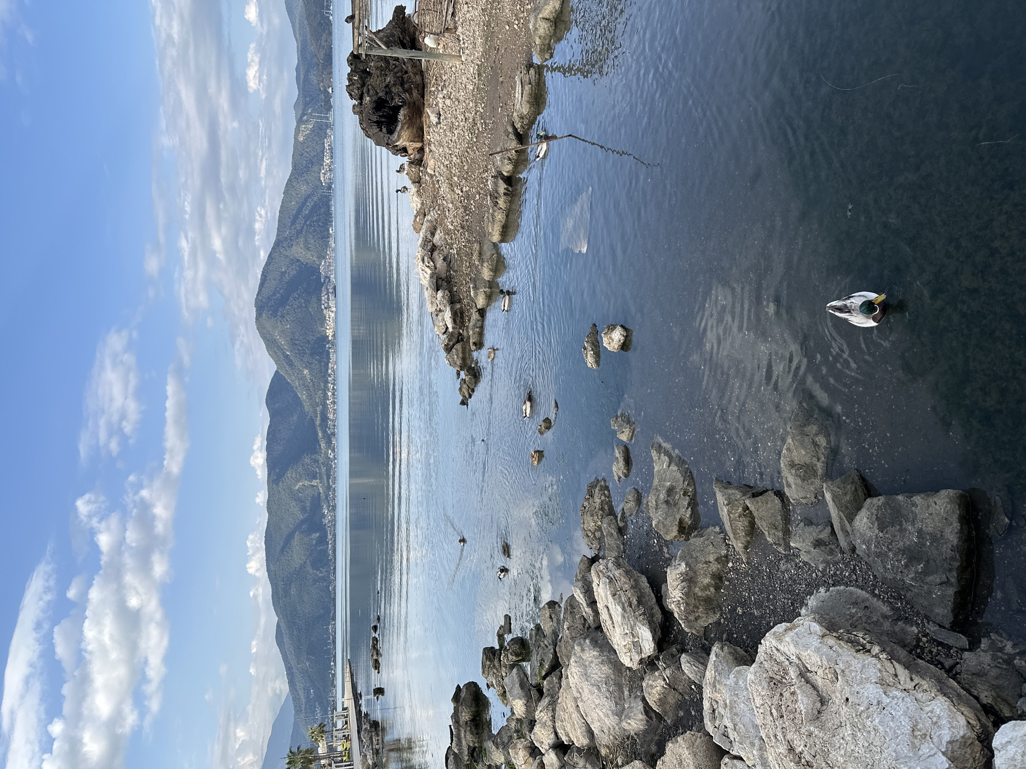 Morning coastal scenes captured in Fethiye, Turkey with waterfowl