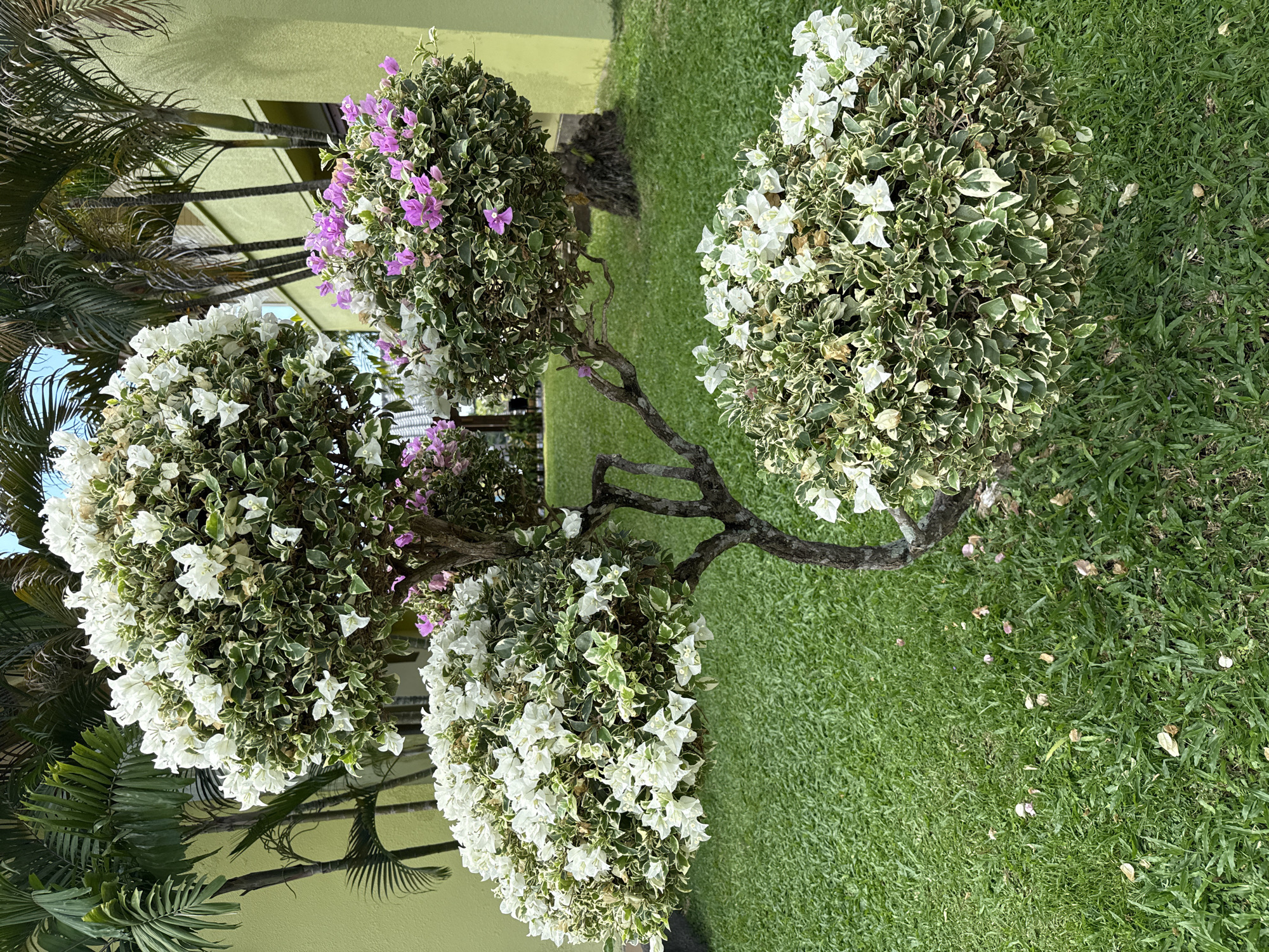 Early morning garden maintenance documented in Kuta Selatan resort