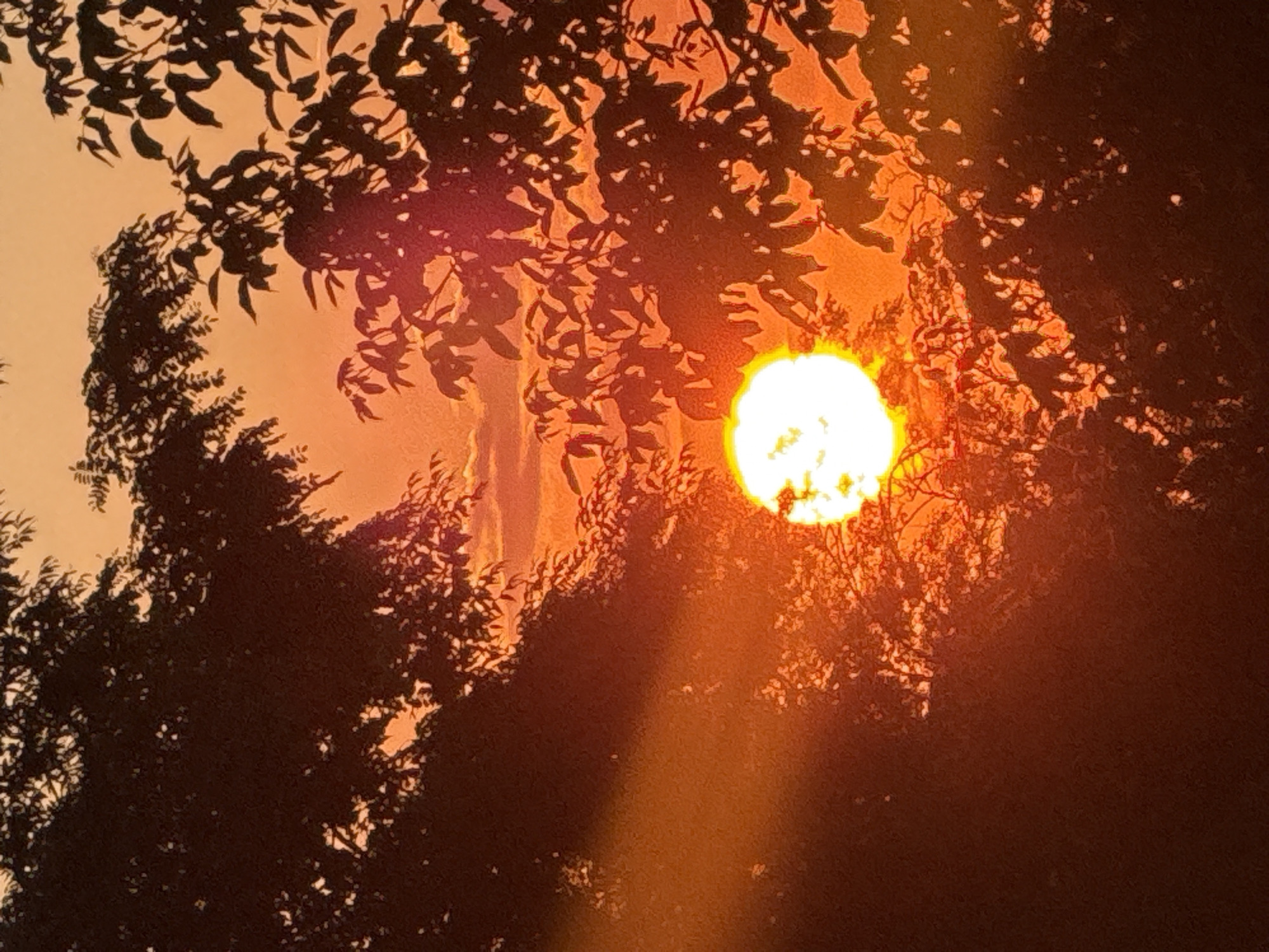 Sunset glows through tree silhouettes in rural Ukraine