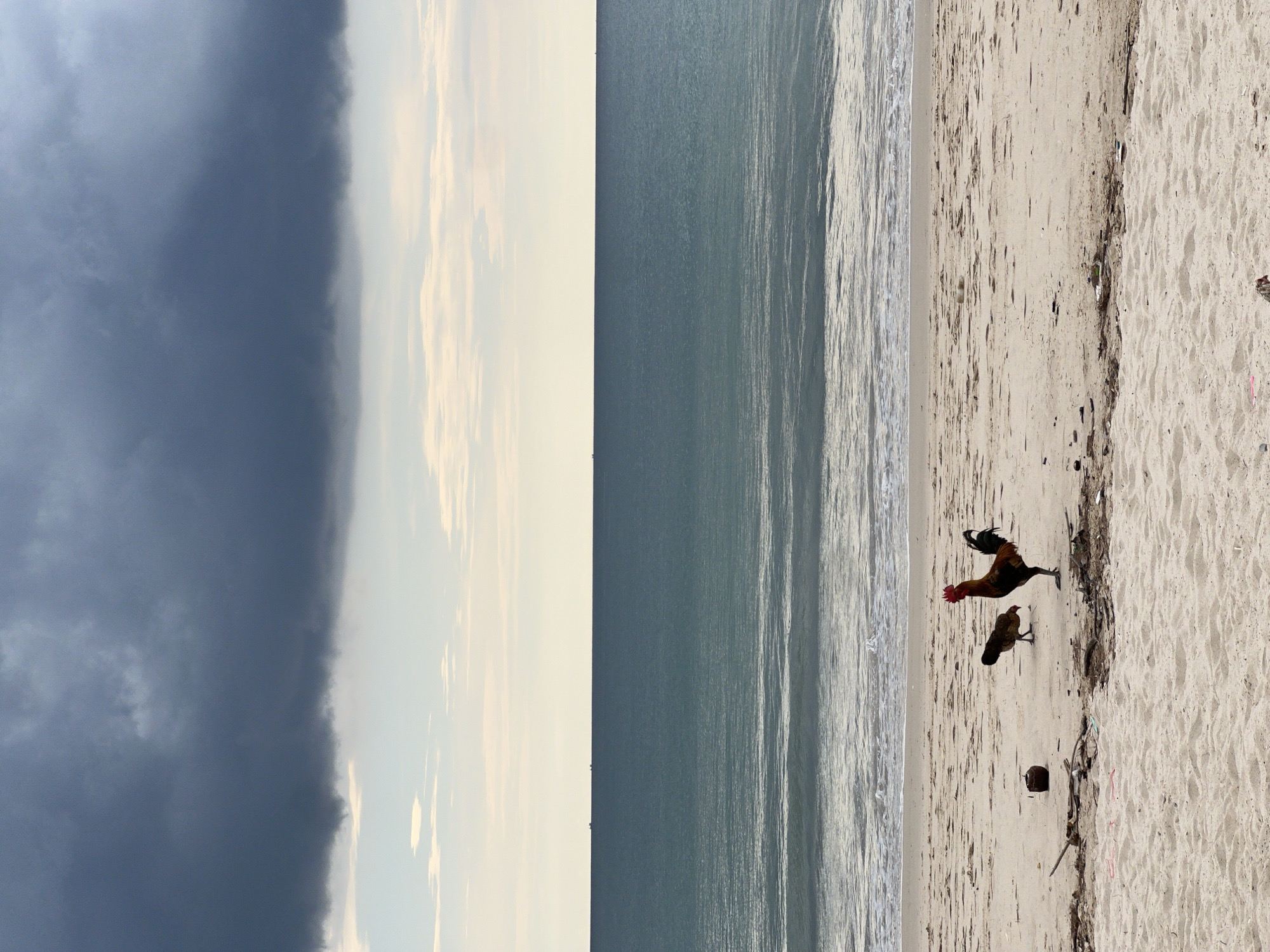 Beach scenes with chickens, beachgoer, stormy weather documented
