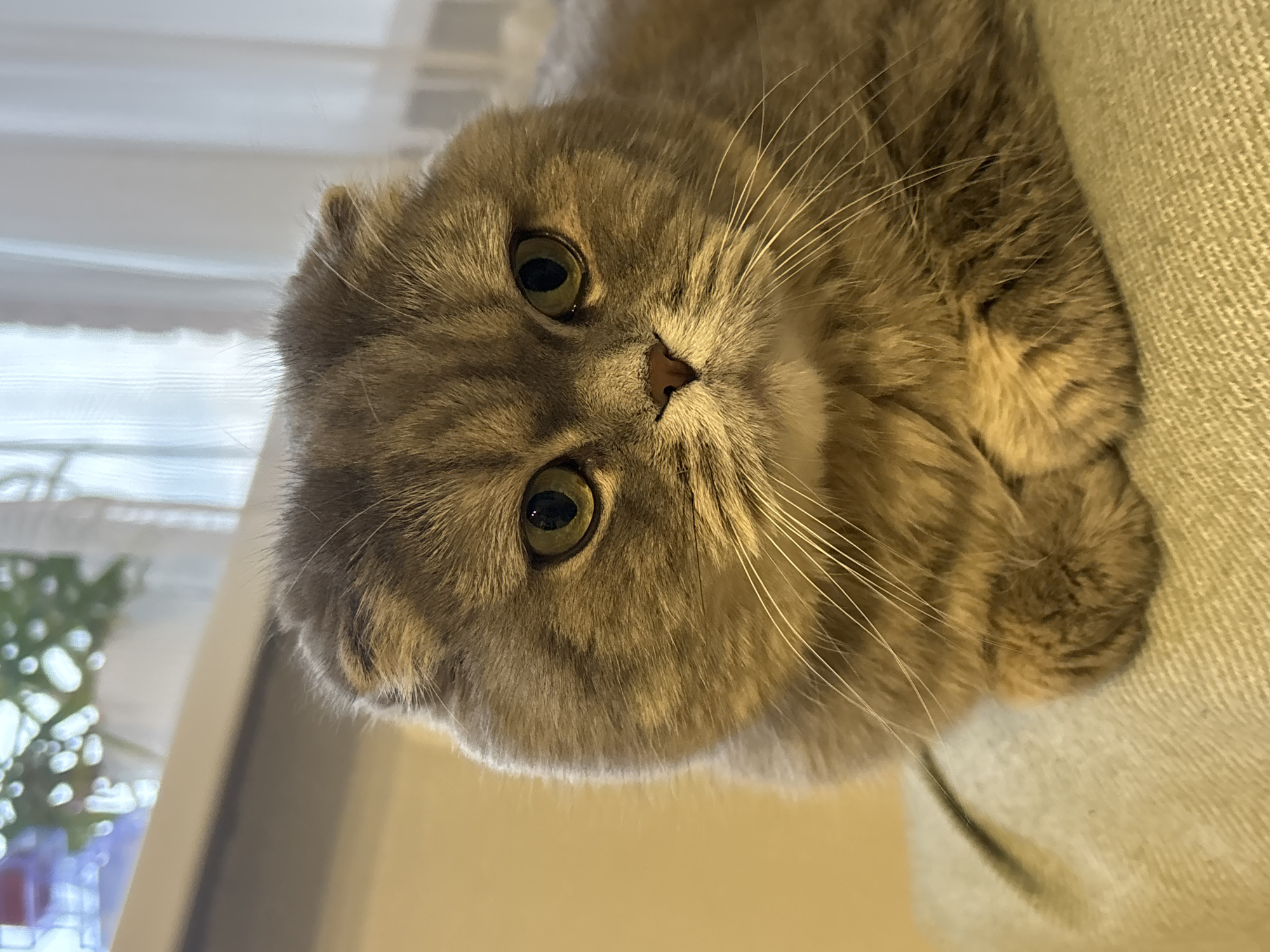 Cat photos and casual moments captured in Chaikovsky, Russia