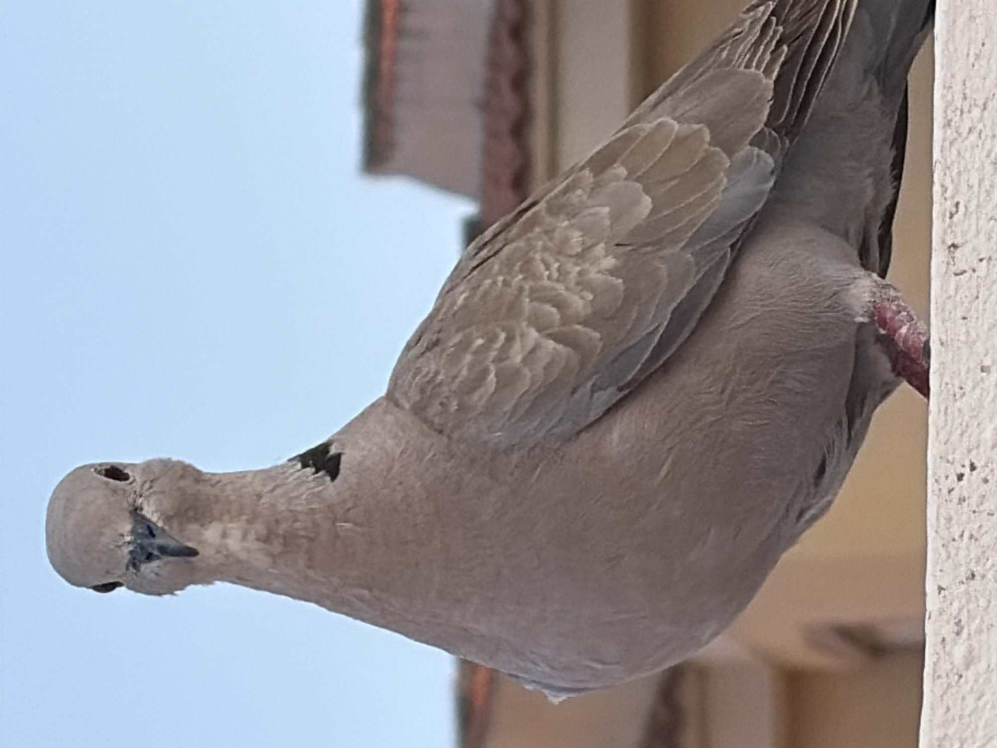 Doves, parrots, and a cat — everyday wildlife in Torrevieja