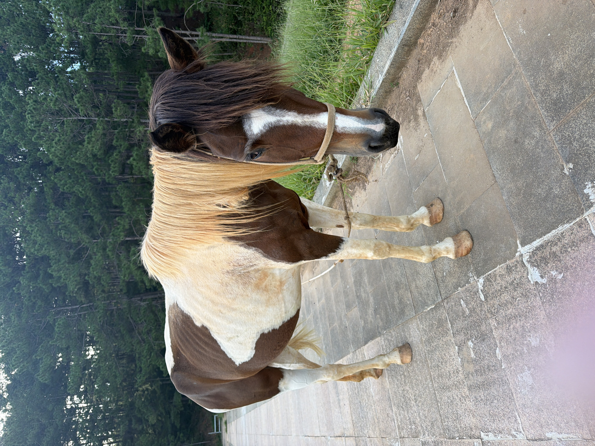 Horses, lakes, and pine forests on a Da Lat morning