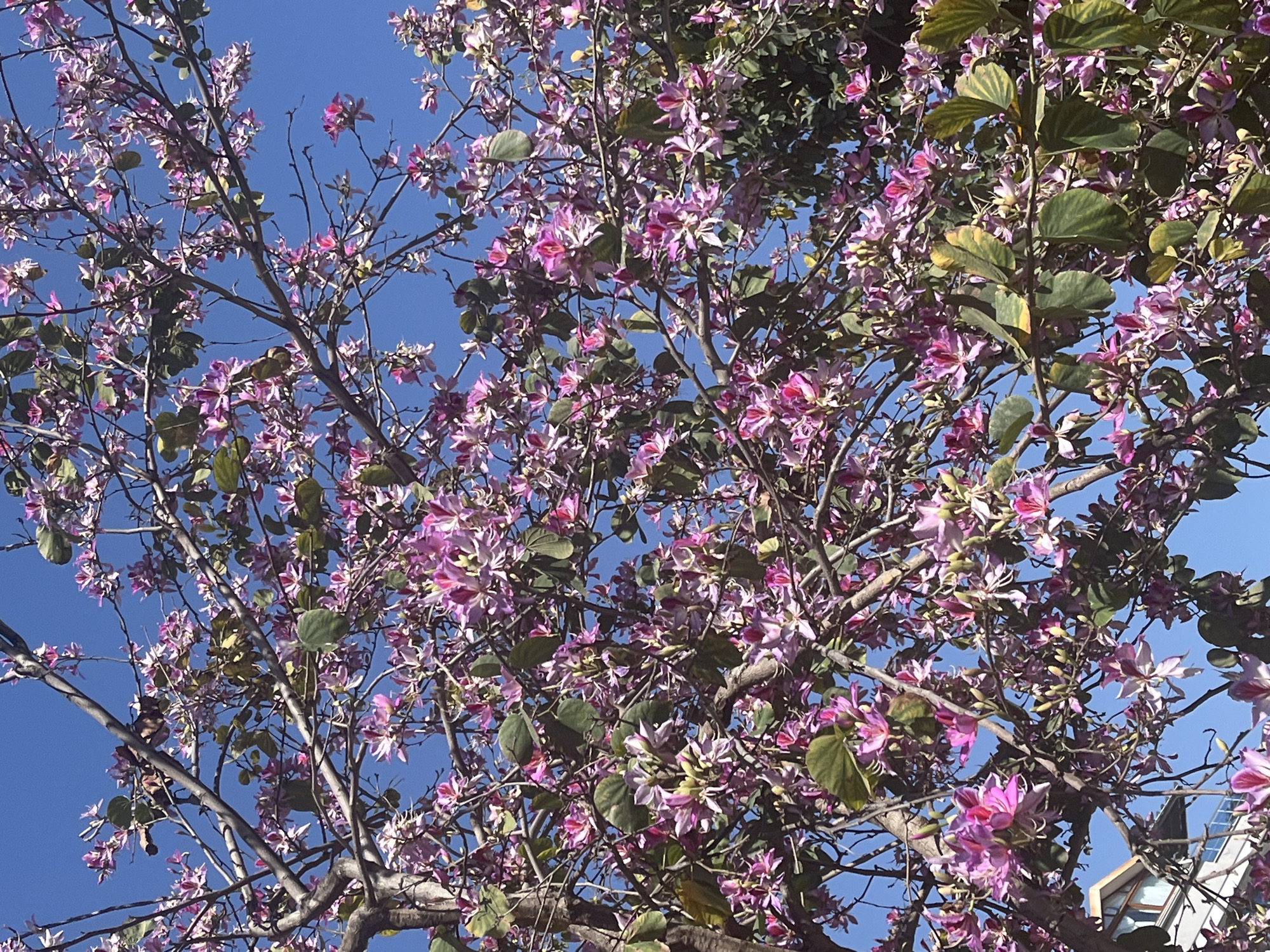 Spring blooms observed in Alanya, Turkey