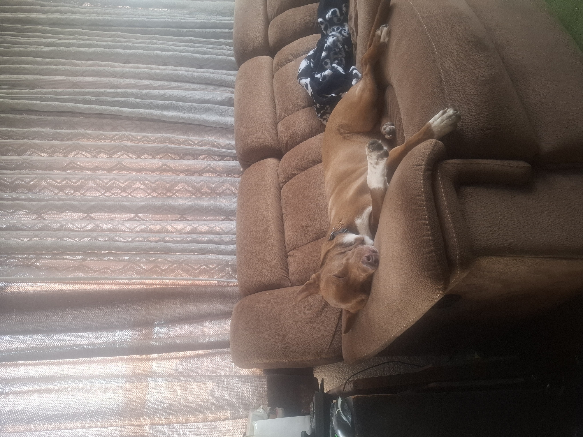 Tan dog sleeps on recliner in Naucalpan home