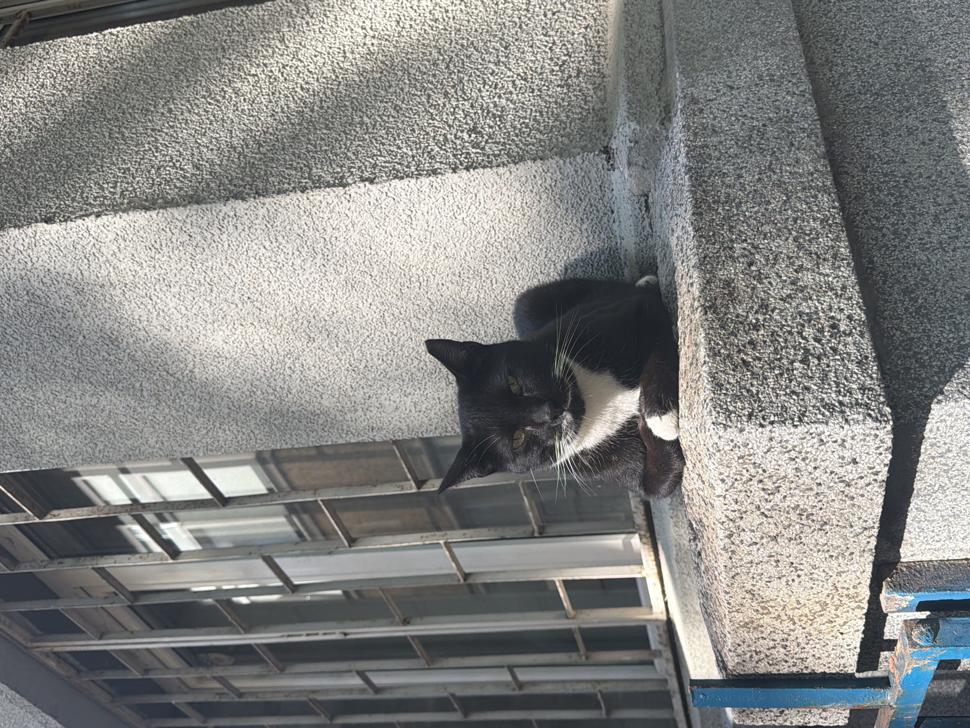 Cat and Cathedral: Quiet afternoon moments in Sofia