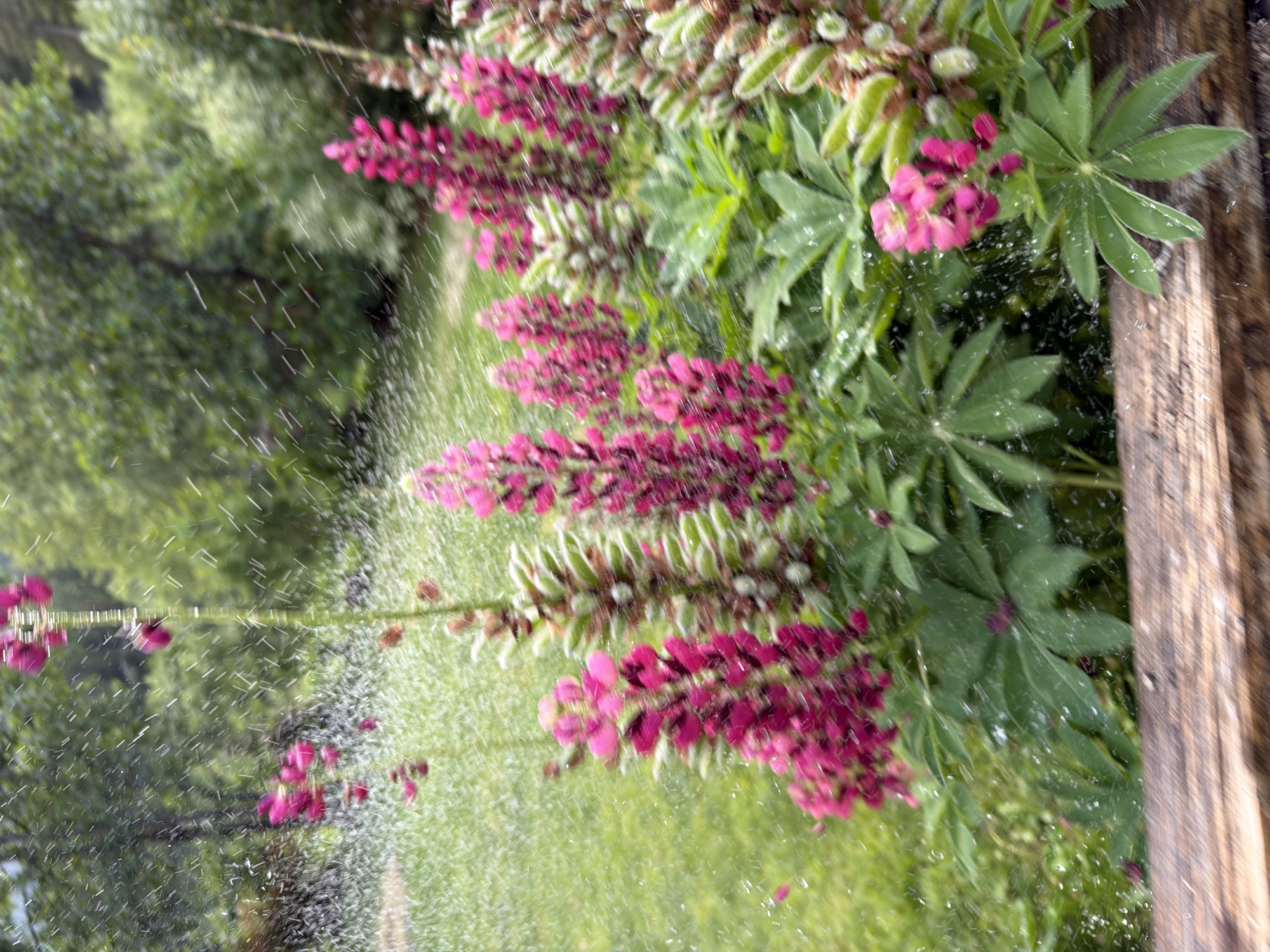 Garden flowers and alpine roads in Chamonix on a summer afternoon