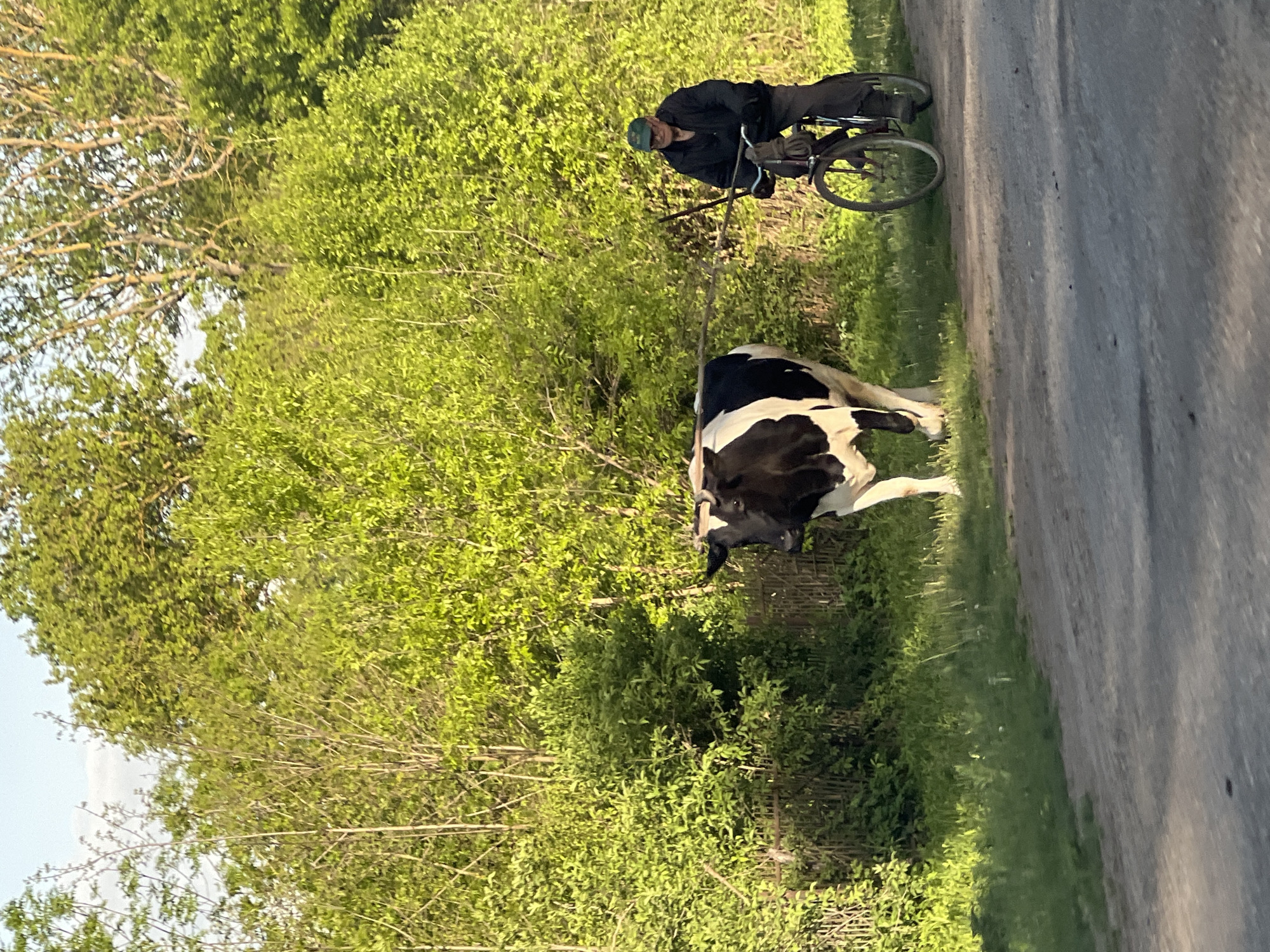 Cyclist guides cow along rural road in Kozivka, Ukraine
