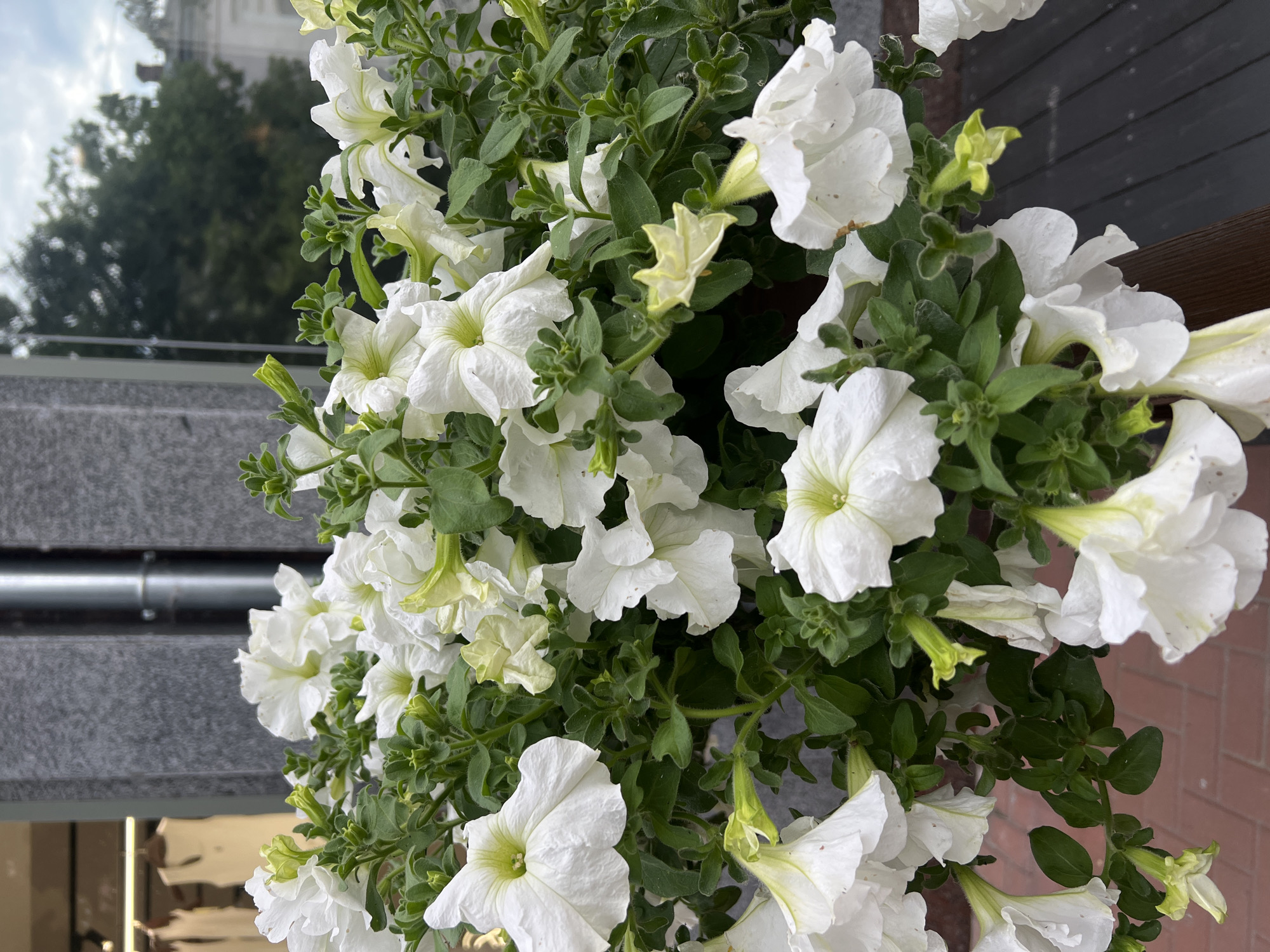 Park visit with amusement rides, flowers, and scenic views