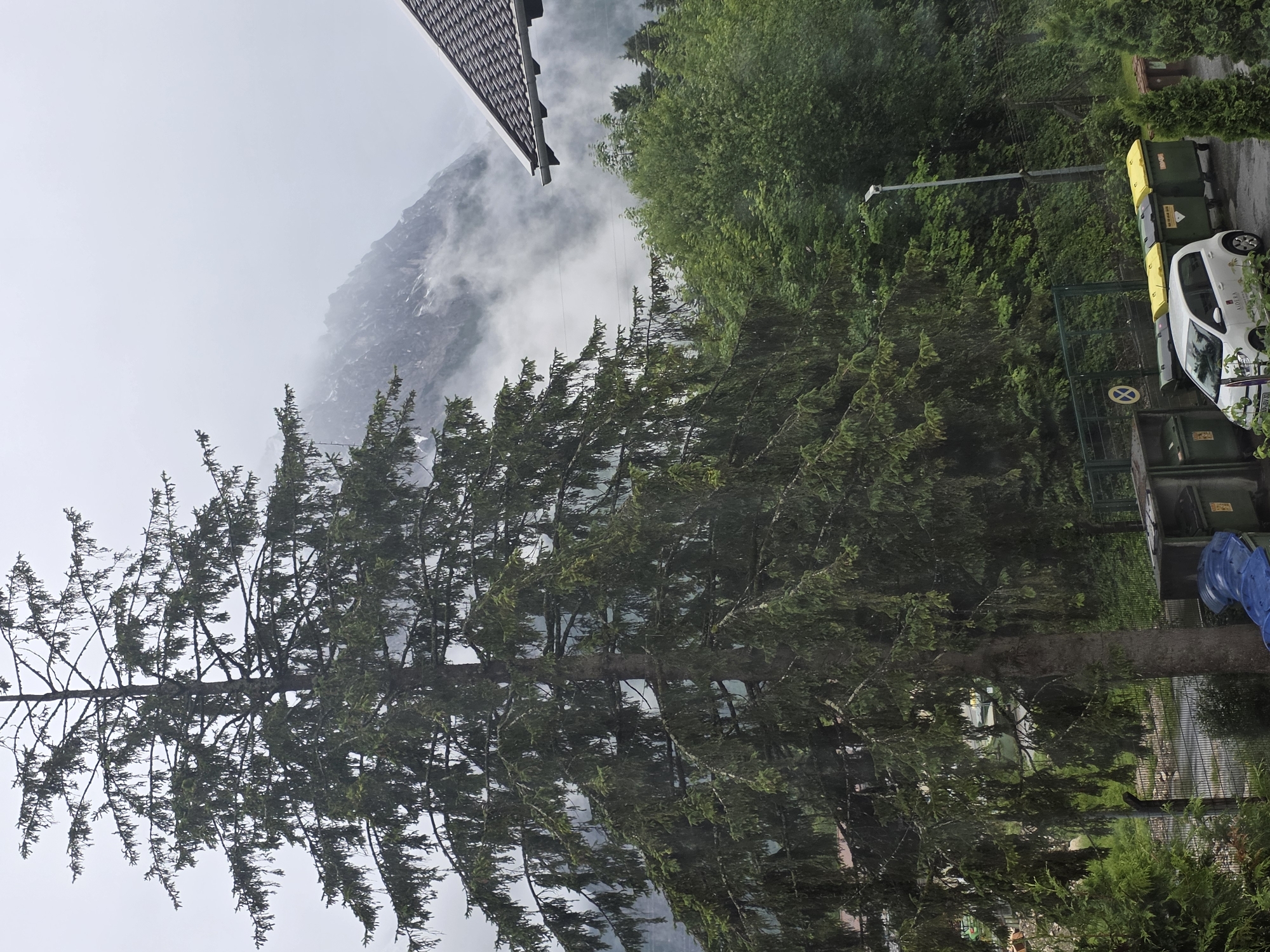 Foggy mountain scene with evergreen tree and parked car documented