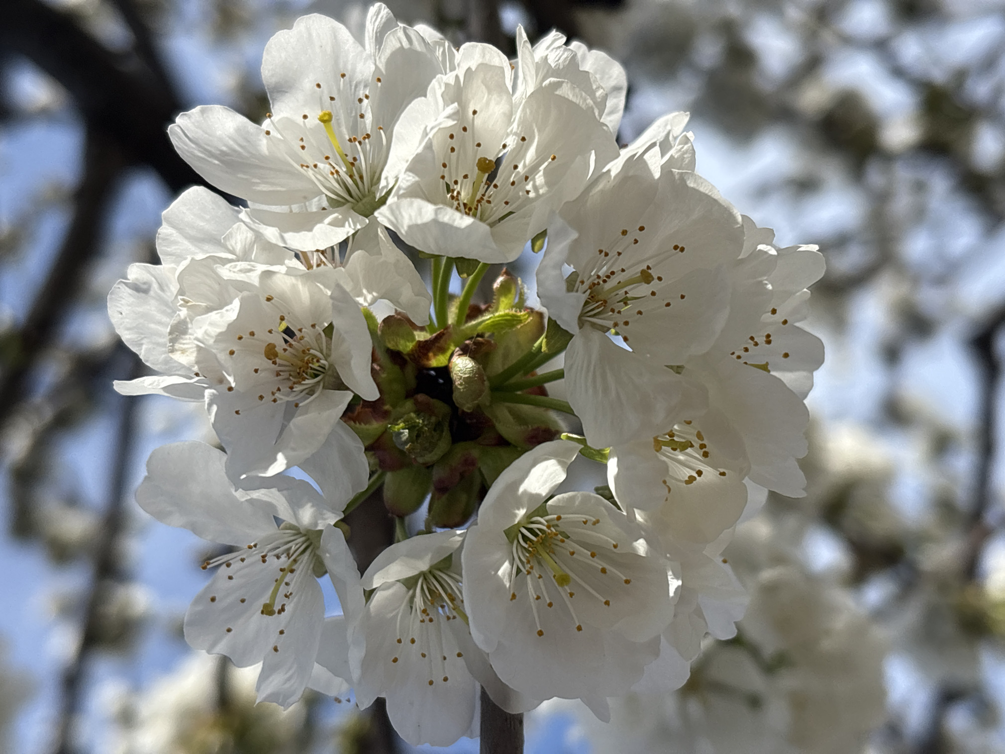 White fruit tree blossoms photographed in Priseltsi, Bulgaria