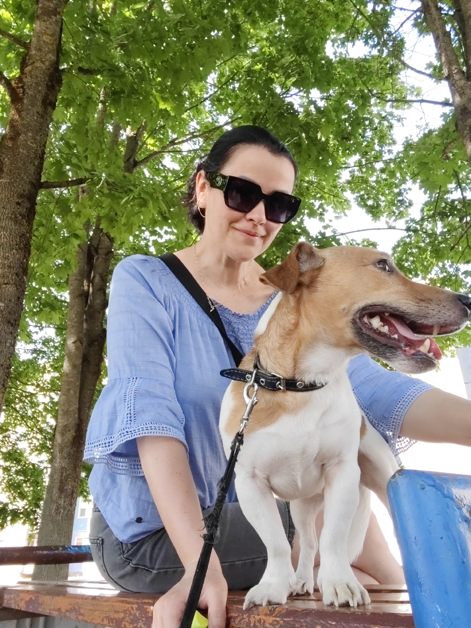 Sunny day out with a dog, bench and street scenes