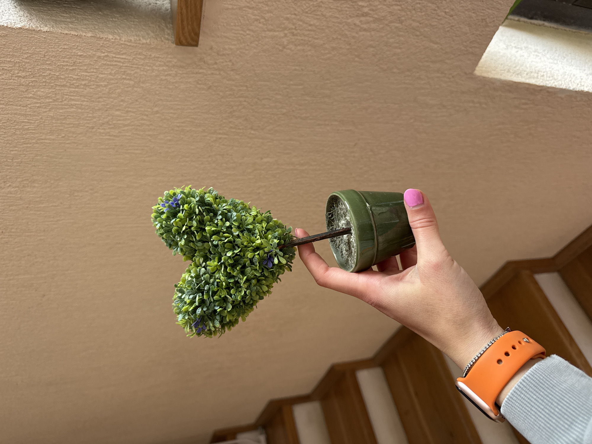 Person holds small flowering plant upside down in Sofia