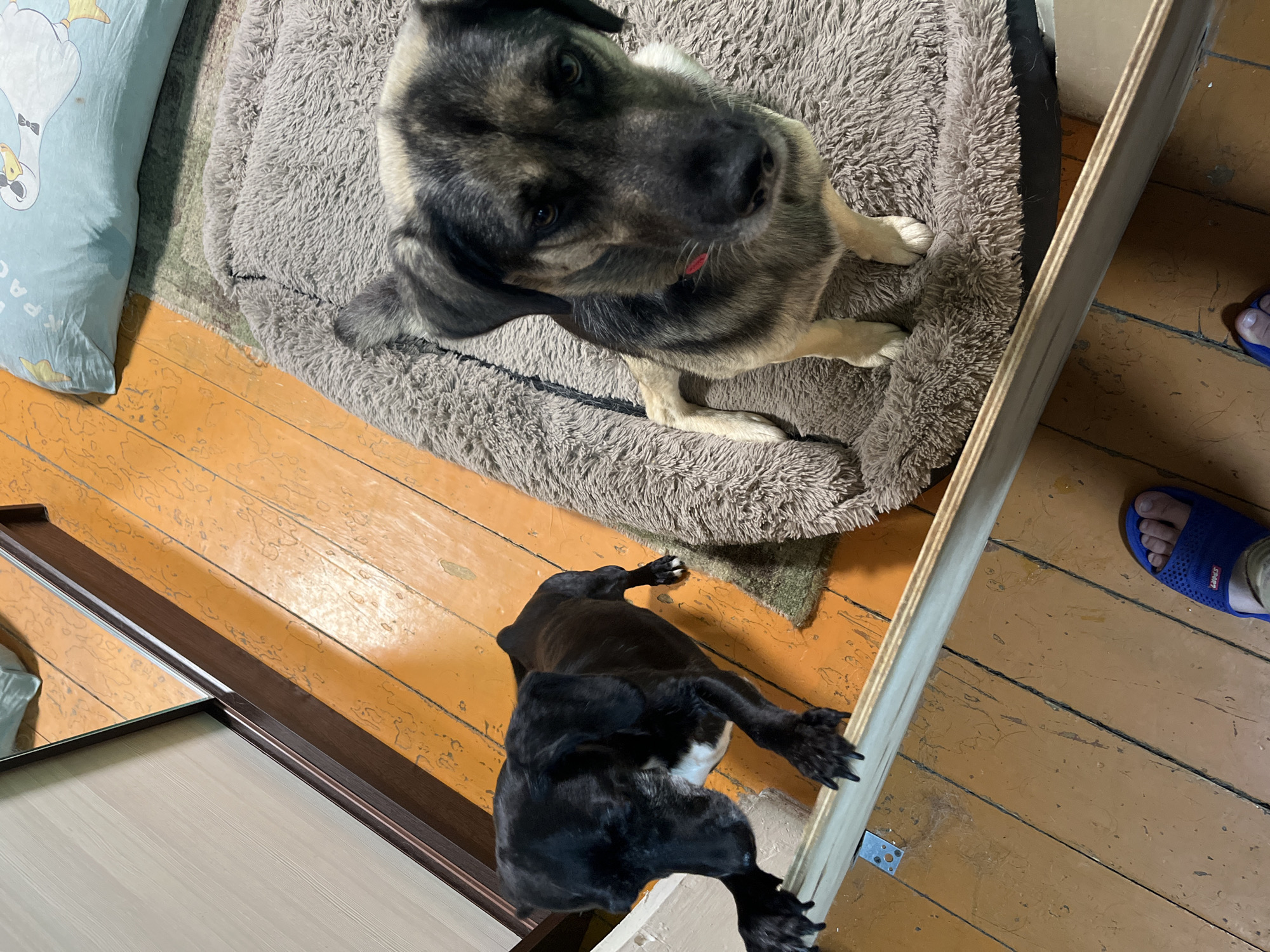 Lazy afternoon at home with dogs, cats, and homemade food