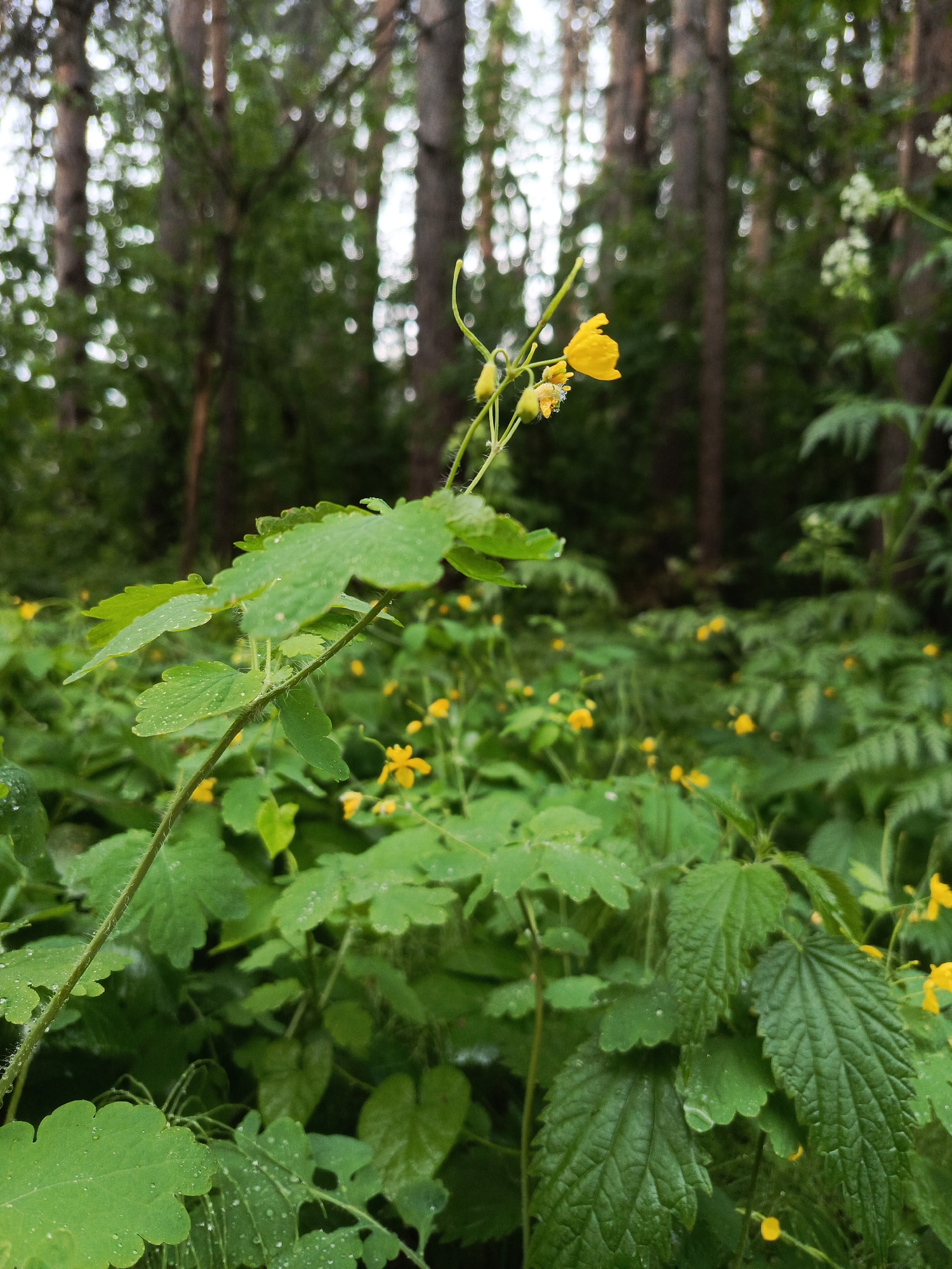 Early morning outdoor activities documented near Chaikovsky, Russia