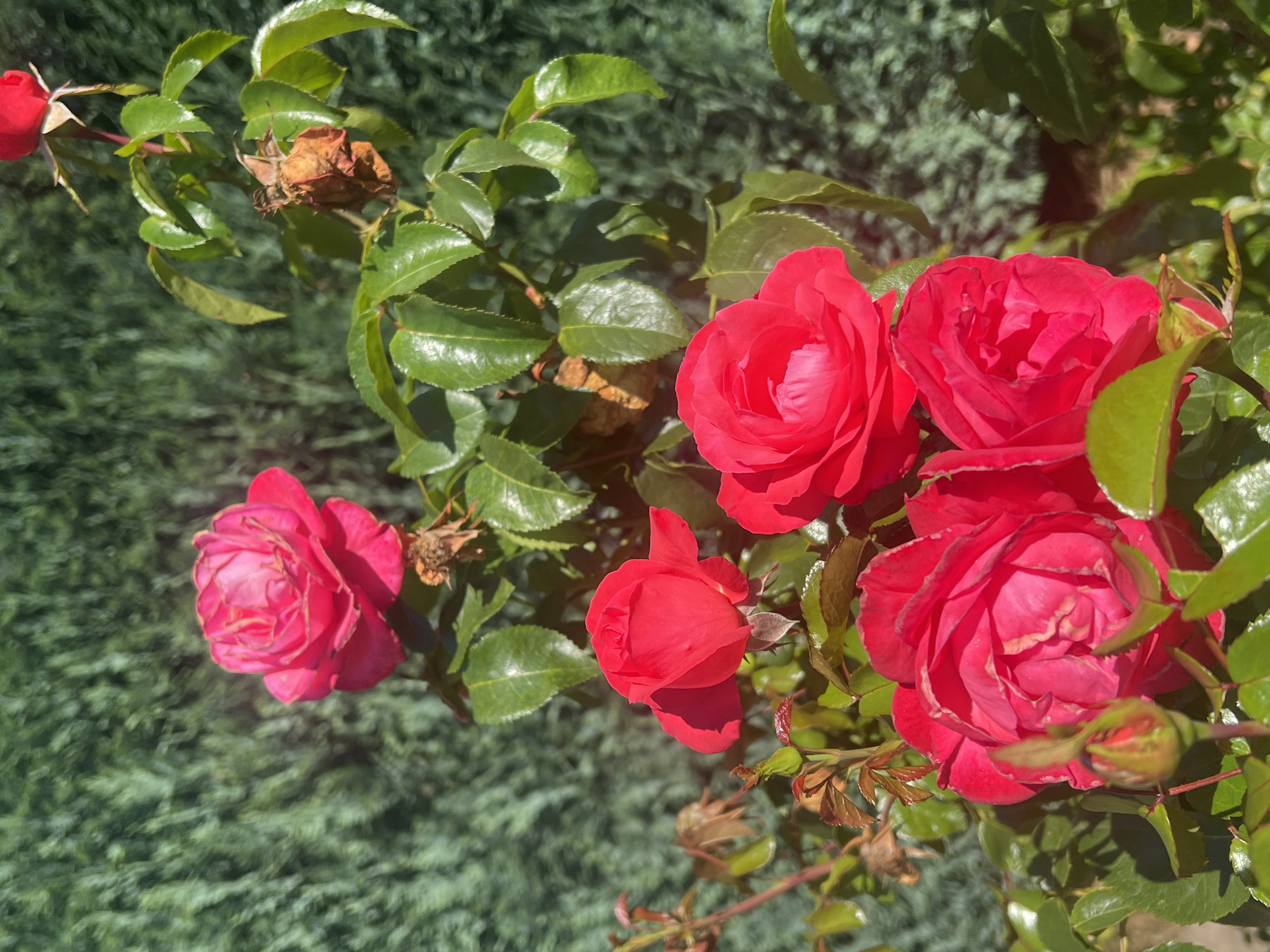 Miscellaneous everyday snapshots: flowers, street, snacks, and promo graphics