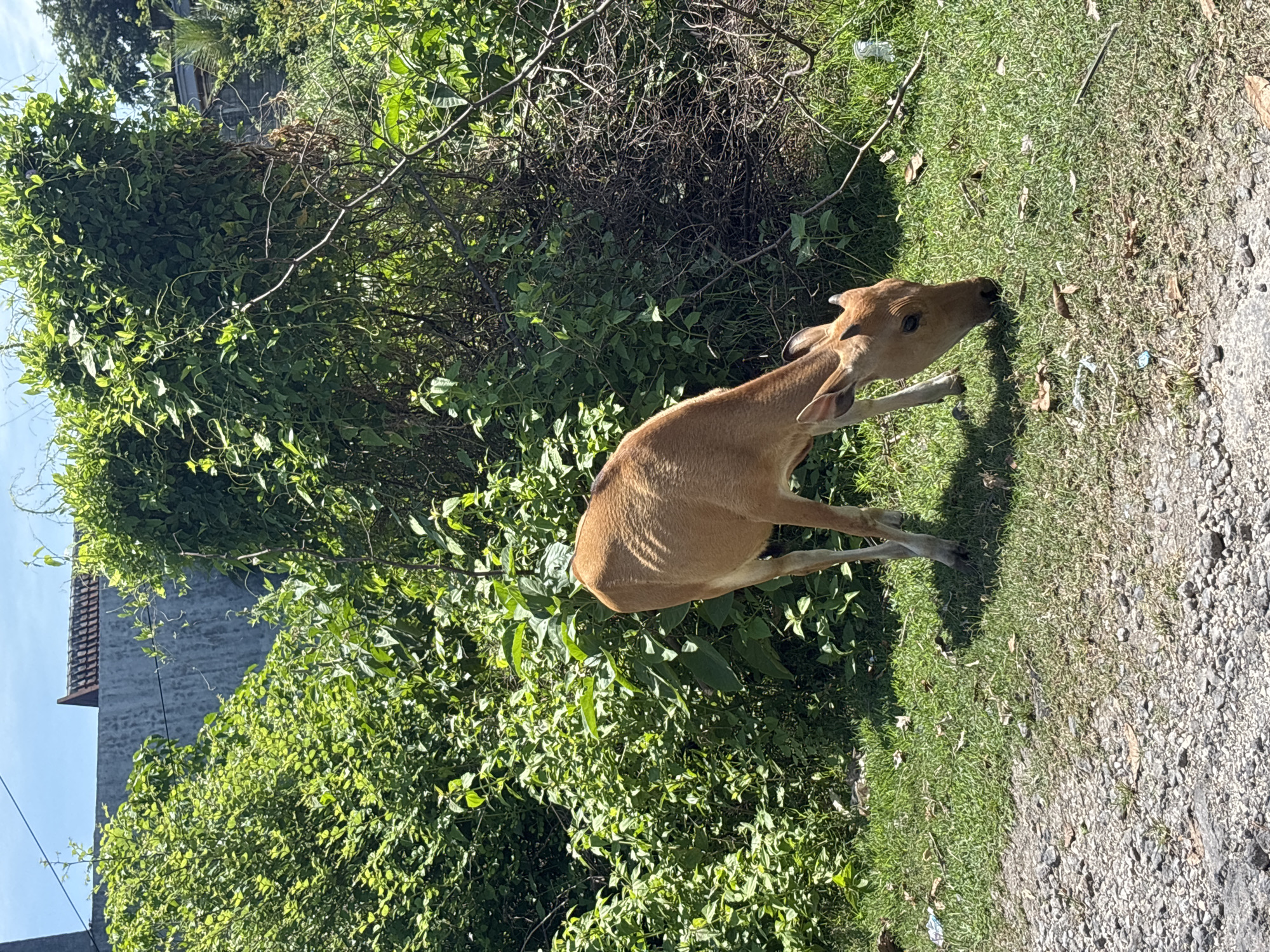 Calf grazes peacefully in rural Kuta Selatan countryside