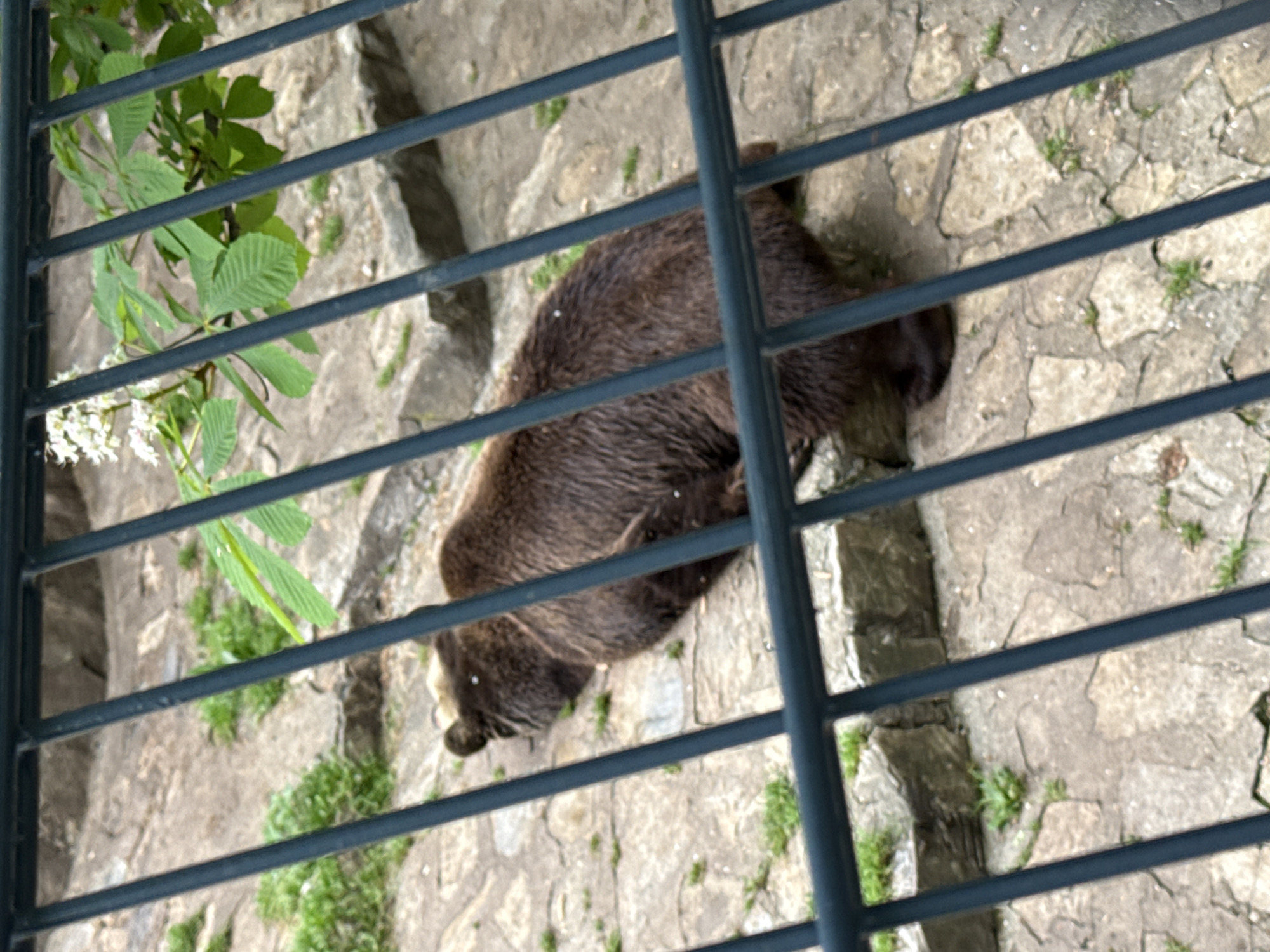 Brown bear spotted in enclosure at Stara Zagora Zoo