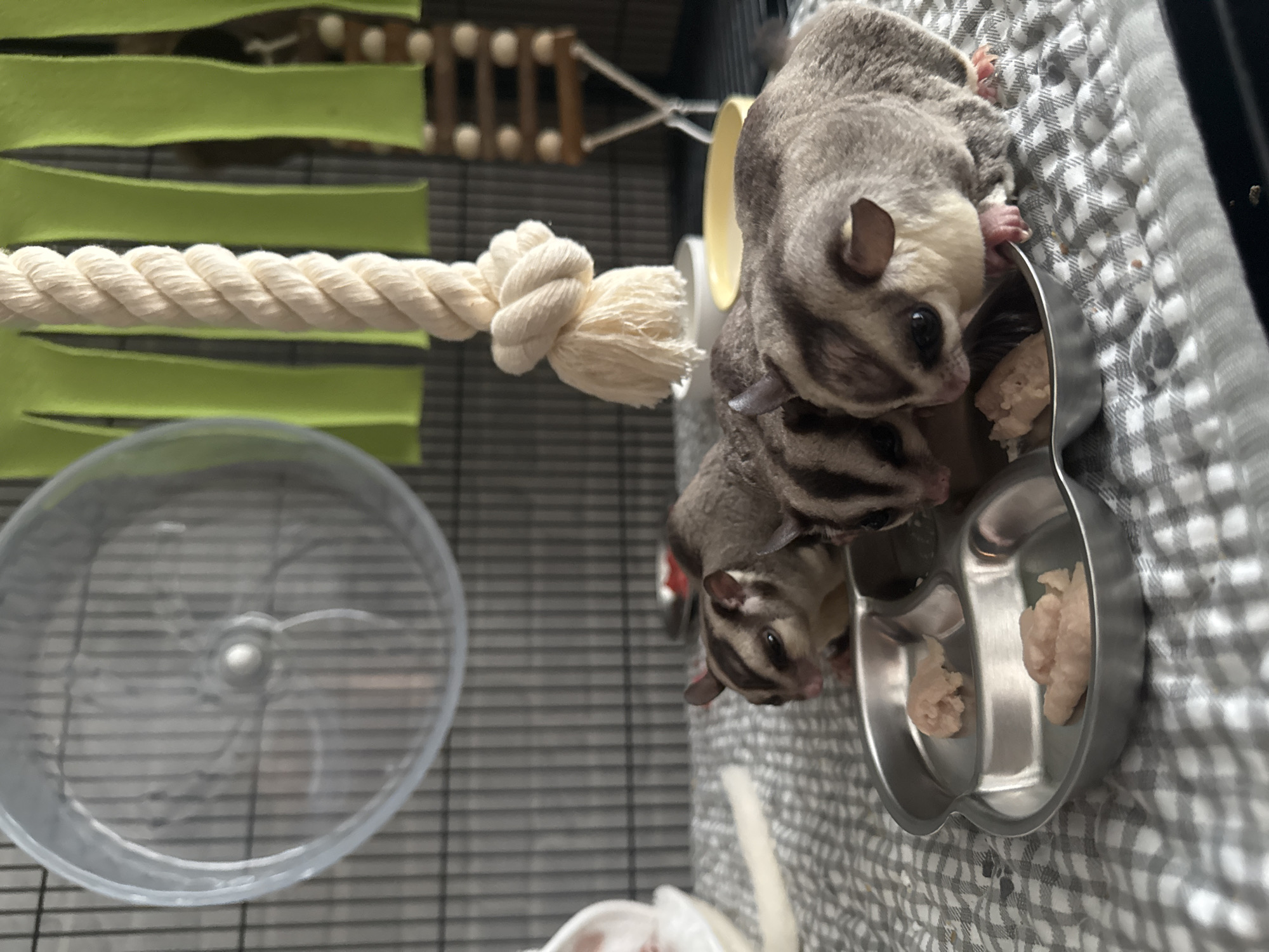 Sugar gliders feeding time captured in Bangkok enclosure