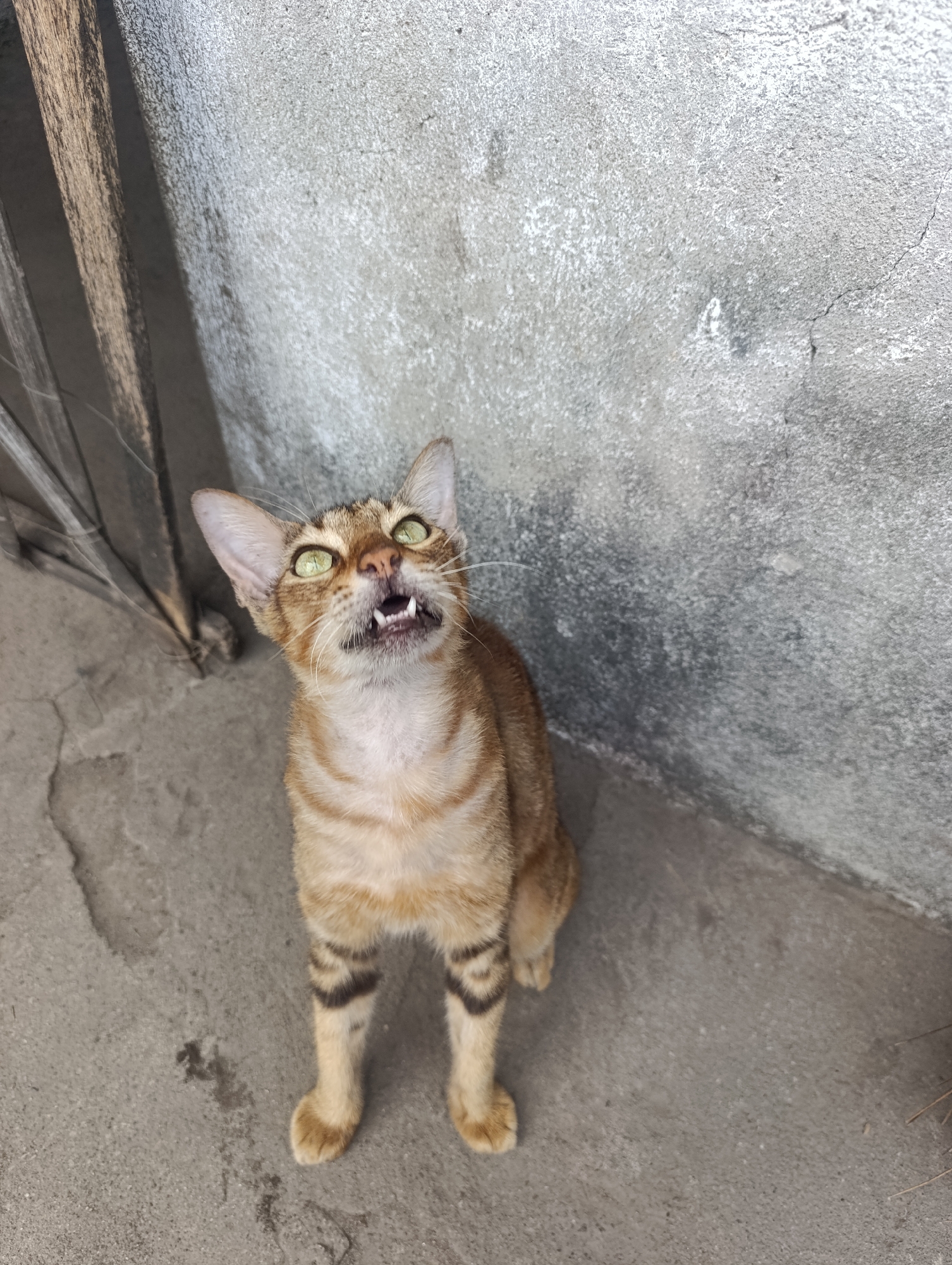 Tabby cat spotted outdoors in Zamboanguita, Philippines