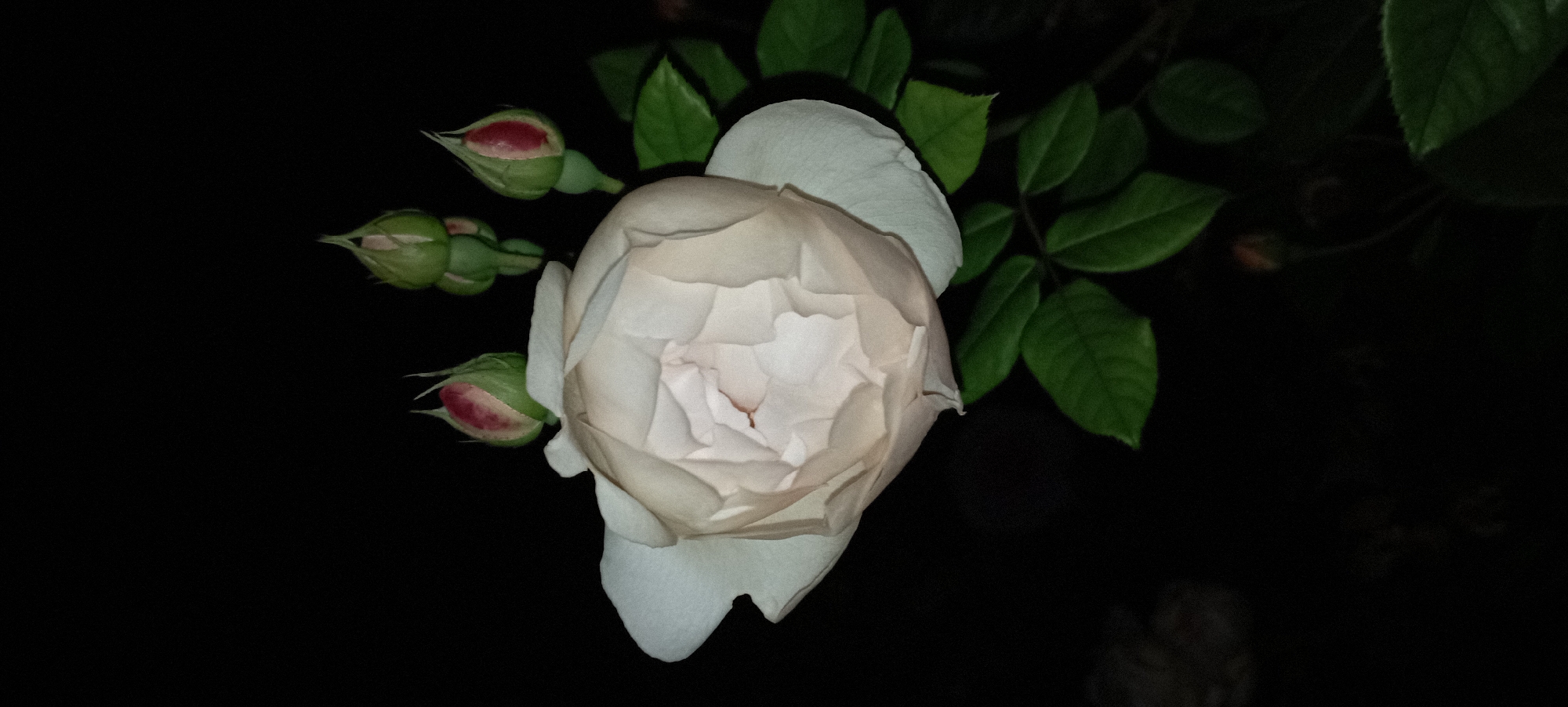 Roses, orchids, and a cat — quiet evening macro photography in Radisne