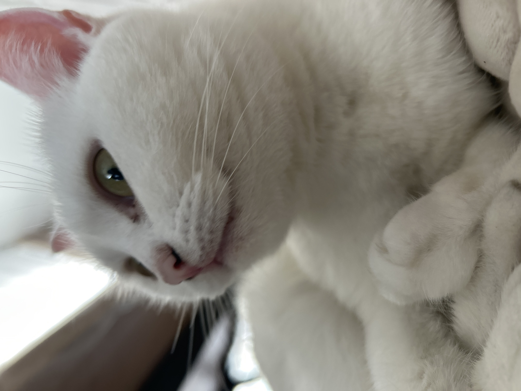 Quiet morning moments with white cat in Chaikovsky homes
