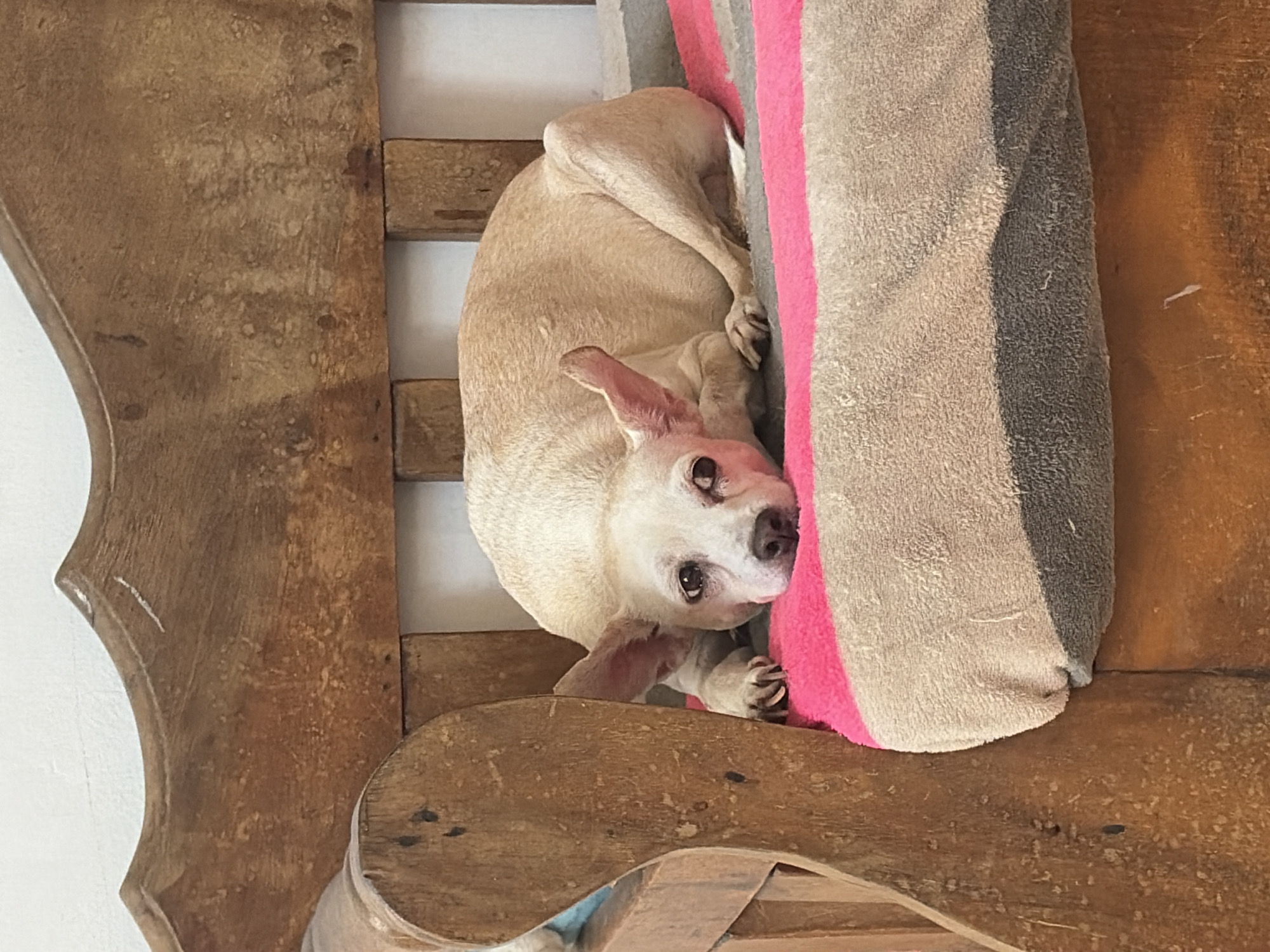Small dogs captured in casual moments across Ciudad Guayana