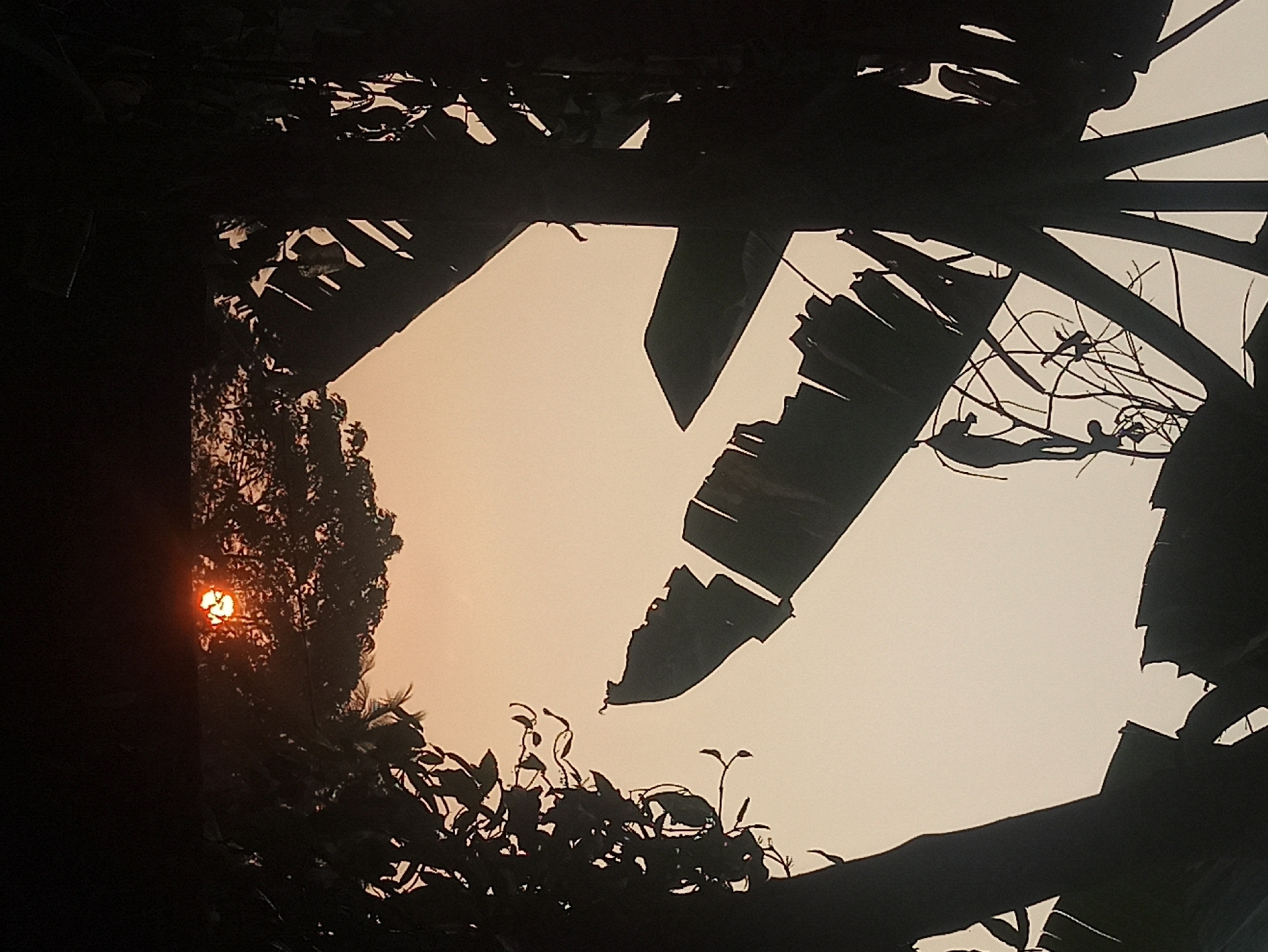 Macro nature details and golden-hour foliage in Tuba, Indonesia