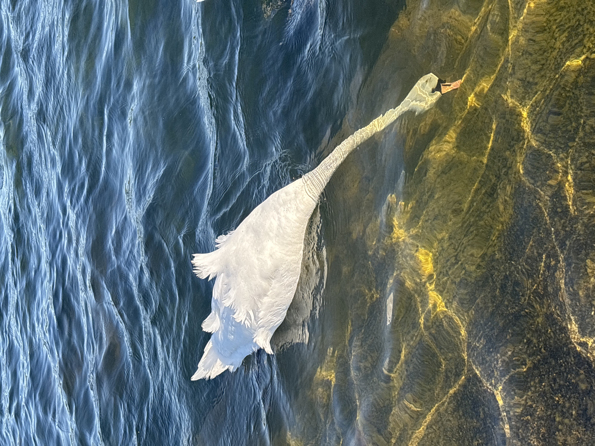 White swans spotted in London waterway during afternoon