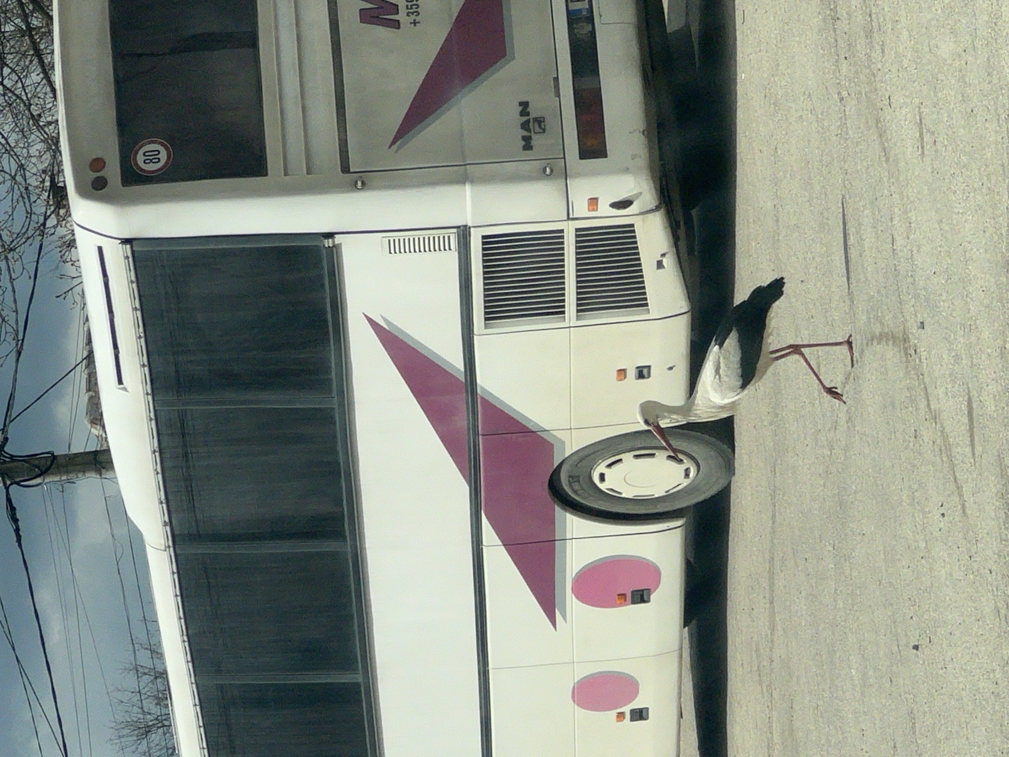 Stork spotted near parked bus in Bulgarian village