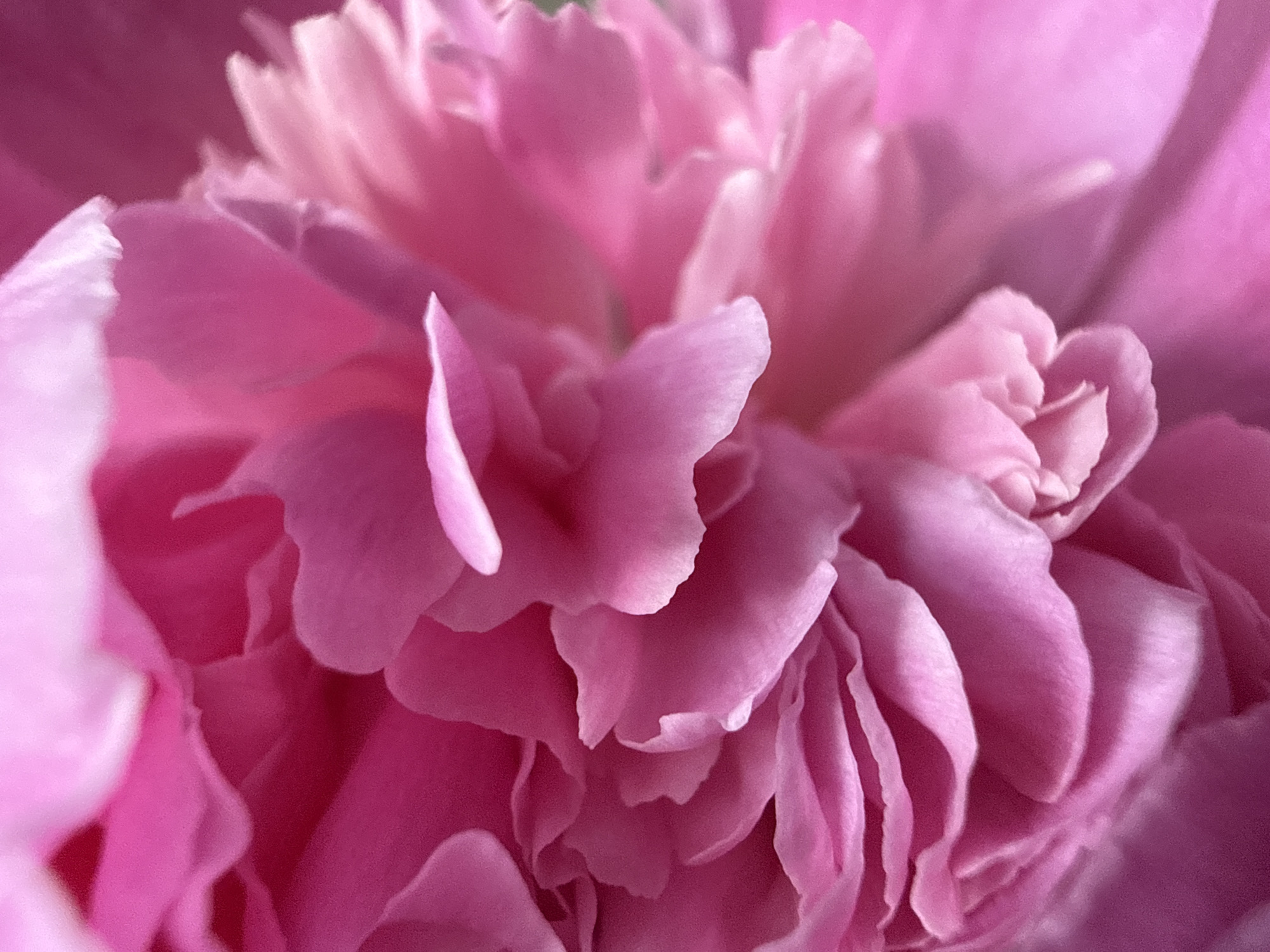 Spring morning in Chaikovsky: peonies bloom, toddler plays