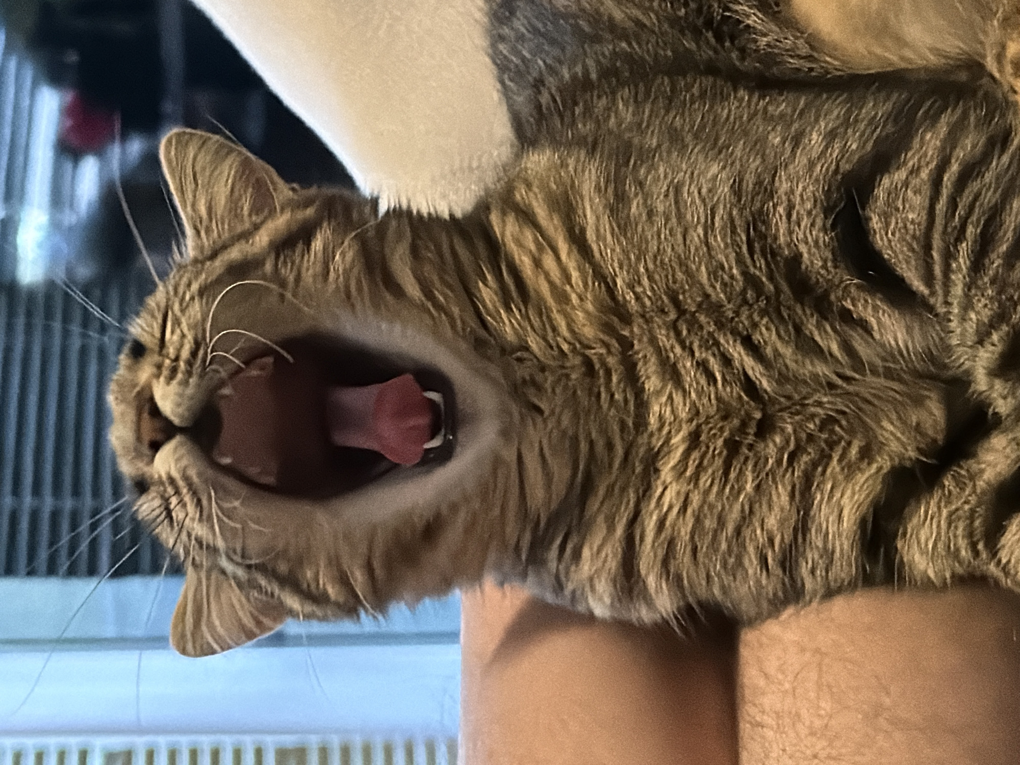 Tabby cat yawning deeply while lounging on a lap