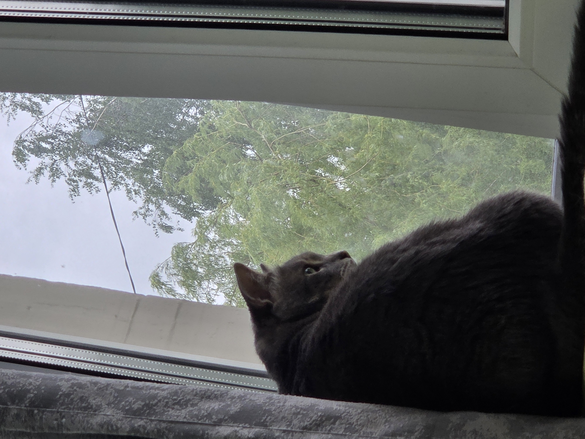 Gray cat observed in quiet domestic setting over 44 minutes