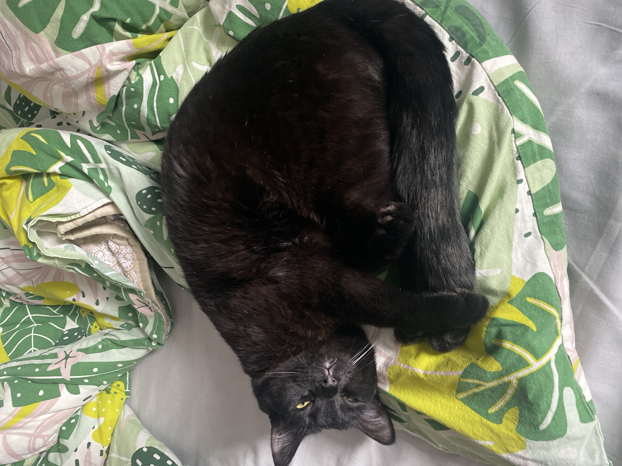 Woman documents morning moments with black cat in Izhevsk