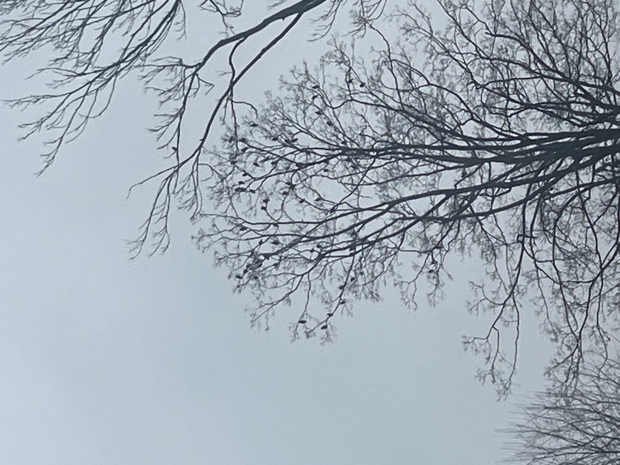 Rainy day selfie and bare trees captured in Cortlandt