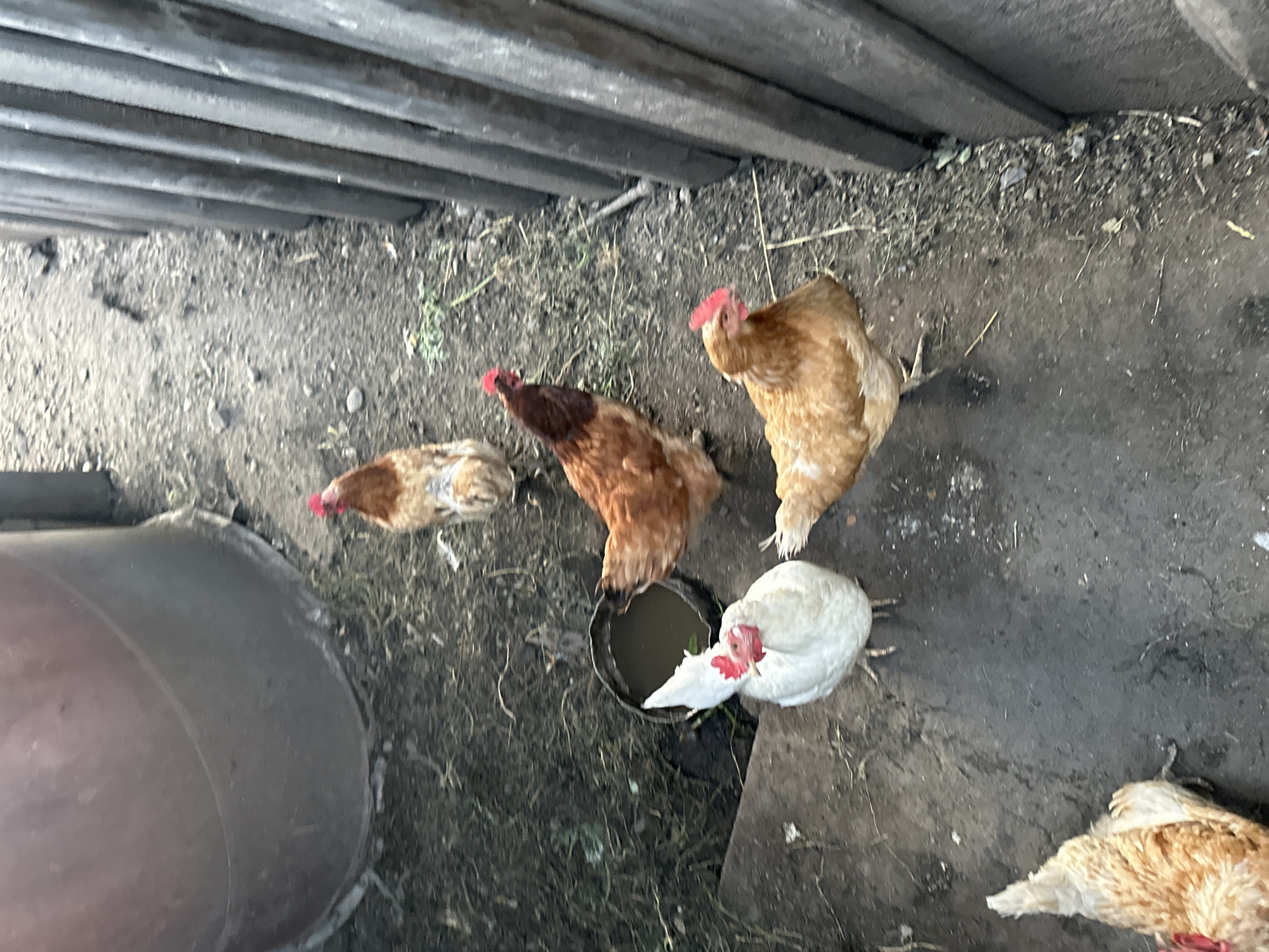 Chickens, a chained dog, and daisies on a Russian farmstead